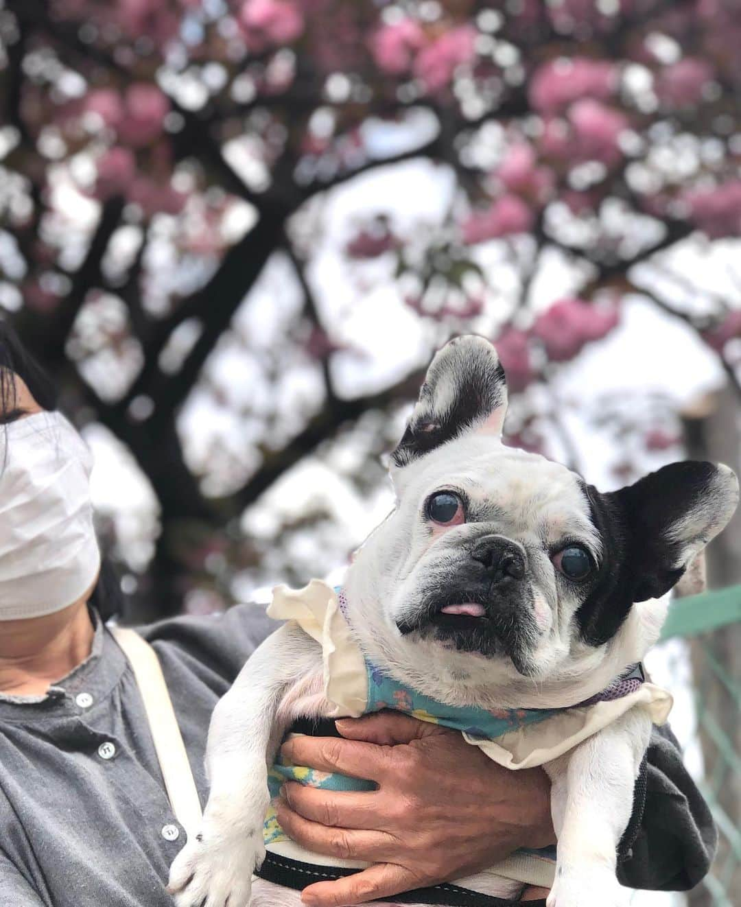 進藤やす子さんのインスタグラム写真 - (進藤やす子Instagram)「＊ 5月5日はふうちゃん🐼の誕生日🎂 （登録誕生日なので推定ですが） 10歳になりました✨✨✨  年初に右目が見えてないことが分かり、左目も微か程度... 元々お耳が聴こえないので、目も見えなくなってしまい可哀想で...😢  うっすら見えてる？みたいな日もあれば、いろんなとこにぶつかって全く見えてない日もあったり💦  でも、元気です！  そして、ずっとずっと可愛い🥹❤️  これからは今まで以上にゆっくり歳をとってね。  #ふうこ日記🐼 #ふうちゃん🐼 #保護犬出身 #ふがれす卒業生 #フレンチブルドッグ #フレンチブルドッグパイド 写真は最近の #ふうちゃん🐼とお花シリーズ」5月5日 23時24分 - yasukoshindo