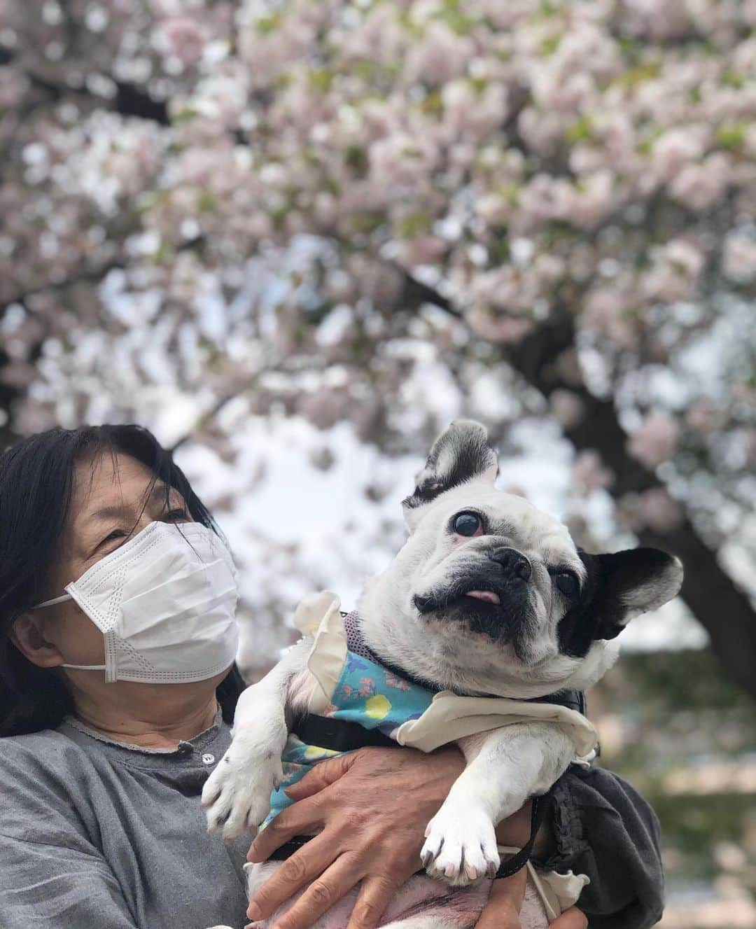 進藤やす子さんのインスタグラム写真 - (進藤やす子Instagram)「＊ 5月5日はふうちゃん🐼の誕生日🎂 （登録誕生日なので推定ですが） 10歳になりました✨✨✨  年初に右目が見えてないことが分かり、左目も微か程度... 元々お耳が聴こえないので、目も見えなくなってしまい可哀想で...😢  うっすら見えてる？みたいな日もあれば、いろんなとこにぶつかって全く見えてない日もあったり💦  でも、元気です！  そして、ずっとずっと可愛い🥹❤️  これからは今まで以上にゆっくり歳をとってね。  #ふうこ日記🐼 #ふうちゃん🐼 #保護犬出身 #ふがれす卒業生 #フレンチブルドッグ #フレンチブルドッグパイド 写真は最近の #ふうちゃん🐼とお花シリーズ」5月5日 23時24分 - yasukoshindo