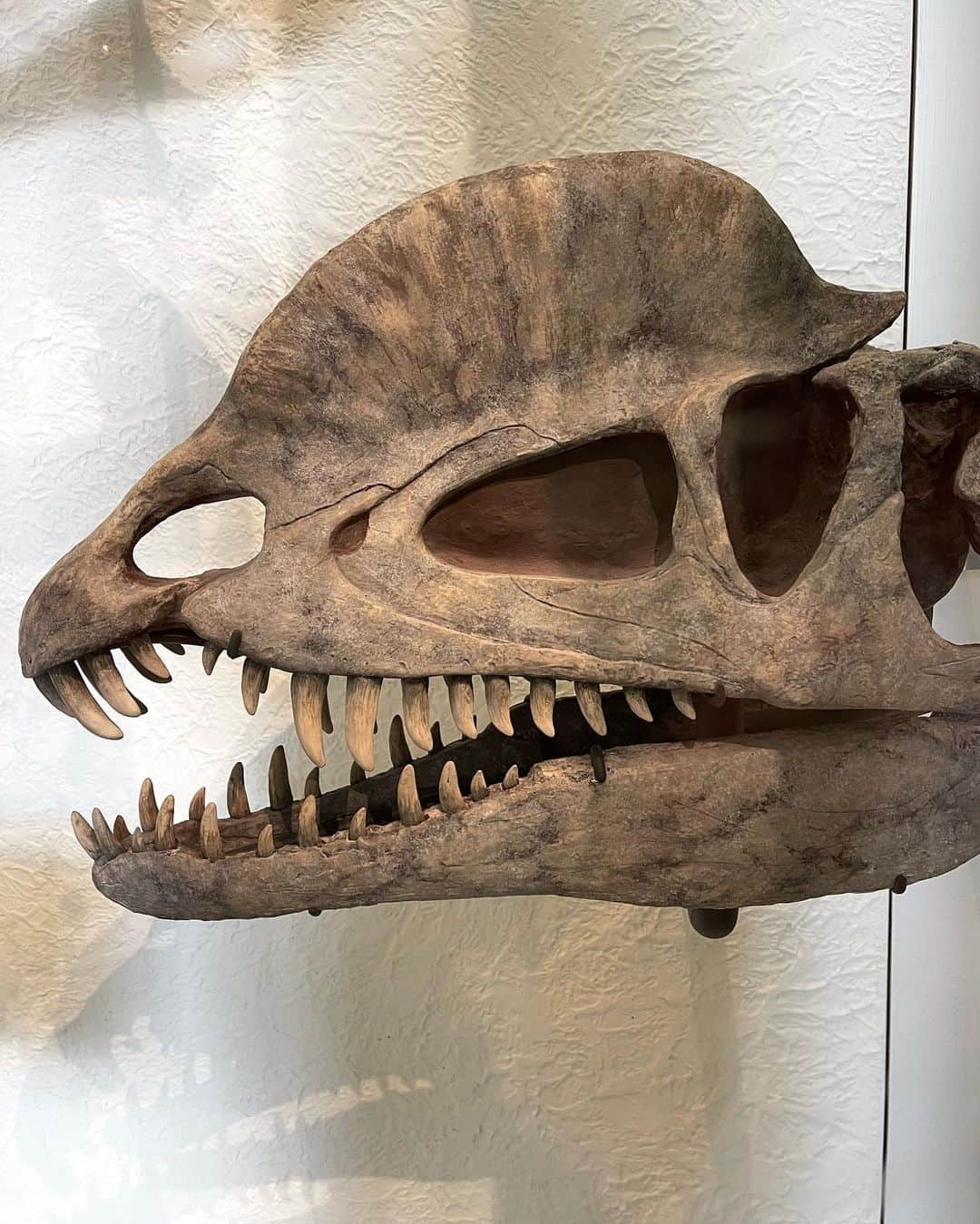 アメリカ自然史博物館のインスタグラム：「It’s Fossil Friday! Take a bite out of the weekend with Dilophosaurus wetherilli, a carnivorous dinosaur that lived some 194 million years ago during the Early Jurassic. This dino acquired its name, which means “double-crested reptile,” from the paired crests on its skull—which were possibly used for display. This specimen was found in 1942 at the Kayenta Formation in Tuba City, Arizona. You can see it in the Museum’s Hall of Saurischian Dinosaurs!   Photo: M. Pelczar / © AMNH  #paleontology #fossilfriday #dinosaurs #dinosaur #amnh #museum」
