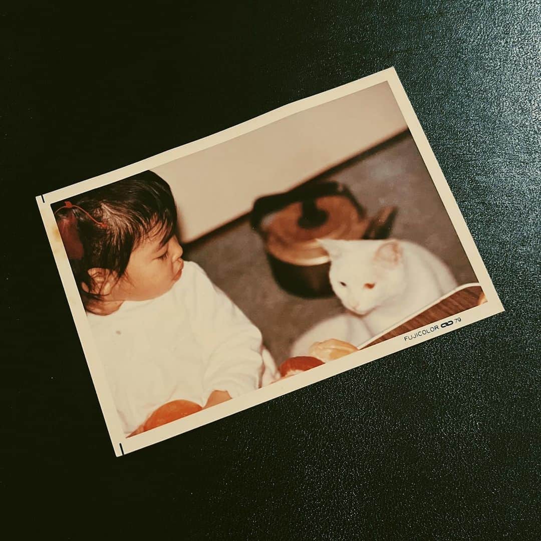 omomuroniのインスタグラム：「#nuco_ivy 🎏   写真の裏には「はじめての猫ちゃん」  わたしが生まれてはじめて会った猫さまは なんと、アイビーによく似た白猫だった。 画像だとわかりにくいけど、たぶんオッドアイ。  実家で発掘した写真に涙する、こどもの日。 . . #オモ子1歳半  #唐突に置かれたヤカンの存在感 #Googleピクセルで消すわけない」