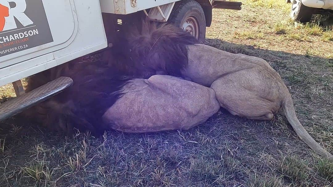 Kevin Richardson LionWhisperer のインスタグラム