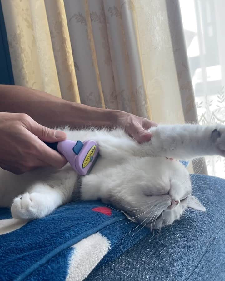 Sakiのインスタグラム：「* There're many types of cats in the world. Cats who absolutely hate brushing and ones who just love being brushed. Eve is definitely the one who is in love with brushing. When the drawers open, she runs towards my hubby and I'm grateful about it! So today's video is about how she is during her spa time! * 世の中にはいろんな猫が居て、ブラッシングが死ぬほど嫌な子もいれば、最強に好きって子もいて、ウチのイブさんは後者です。 ありがたいことに、夫が引き出しからブラシを出した瞬間に走って向かってきます☺️今日そのスパの様子を❤️」