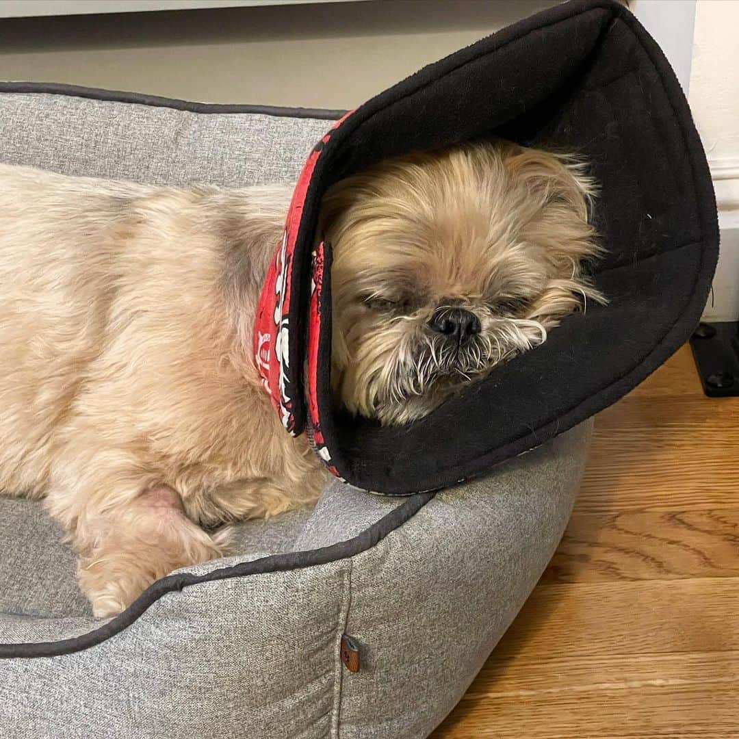 Dougie the Shih Tzuのインスタグラム：「No #fridaymomentofzen this week bc we are dealing with another foot wound. ☹️ The good news is it’s all cleaned out now and Dougie should be fully recovered soon. #coneofshame」