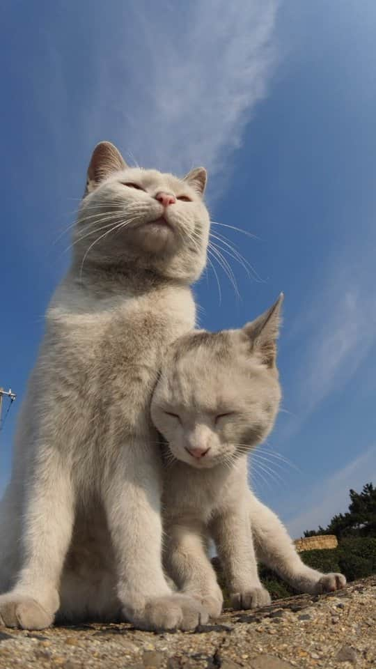 路地裏のにゃん吉のインスタグラム：「子供の日にあやかってシロタンの仔猫時代をまとめてみました。  野良っ子時代に骨折をして、 それを期にうちの子になったシロタン。  そのシロタンももう６歳になるんか、  早いな、一日一日大事にしようと思う。  CAMERA ︰OMD-EM1mark Ⅱ LENZ︰M.ZUIKO DIGITAL ED 12-100mm F4.0 IS PRO   #元のらねこ部 シロタン #om_system_jp #om写真投稿 #japancamera_official #猫部#nekoclub#แมว#icu_japan #igersjp#猫 #にゃんすたぐらむ#ig_catsclub #cats# #catsofinstagram #gatto#catloversclub#bnw_catalonia  #東京カメラ部#icu_japan#cute #catstagram#広がり同盟 #bestcatclub #gallery_legit #写真を止めるな#love_bestjapan #lovers_nippon  #team_jp #고양이#にゃんすたぐらむ #art_of_japan #instacat」