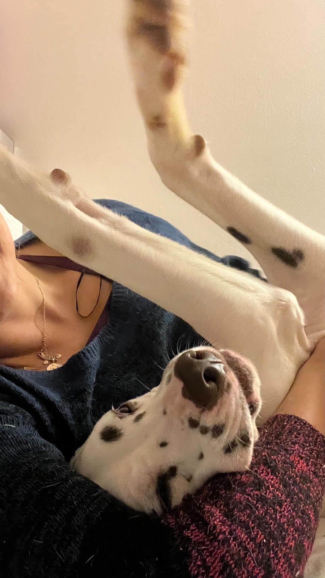Monica Aksamitのインスタグラム：「from jail to eating chicken and sleeping in a bed #rescue #rescuedog #dalmatian #dalmata #dalmatyńczyk」