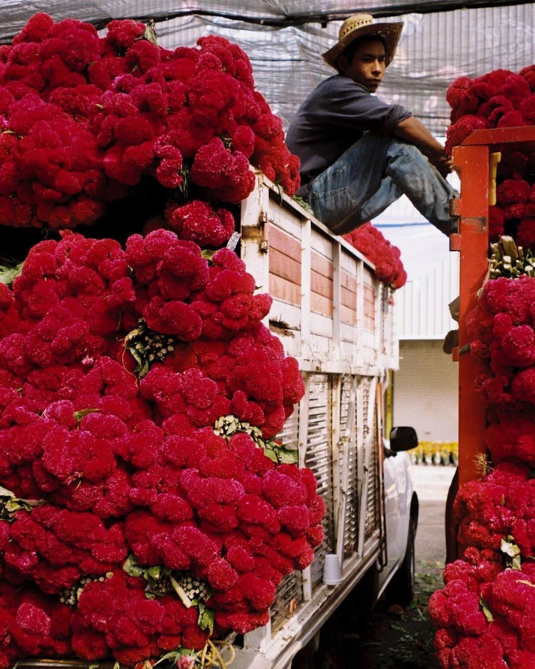 AnOther Magazineのインスタグラム：「Saturated blooms in this colourful submission captured in Mexico City 🌺 – #FridayFlowers 🌼⁠ ⁠ 📸 by @fernanda.segur / @mmaffe」