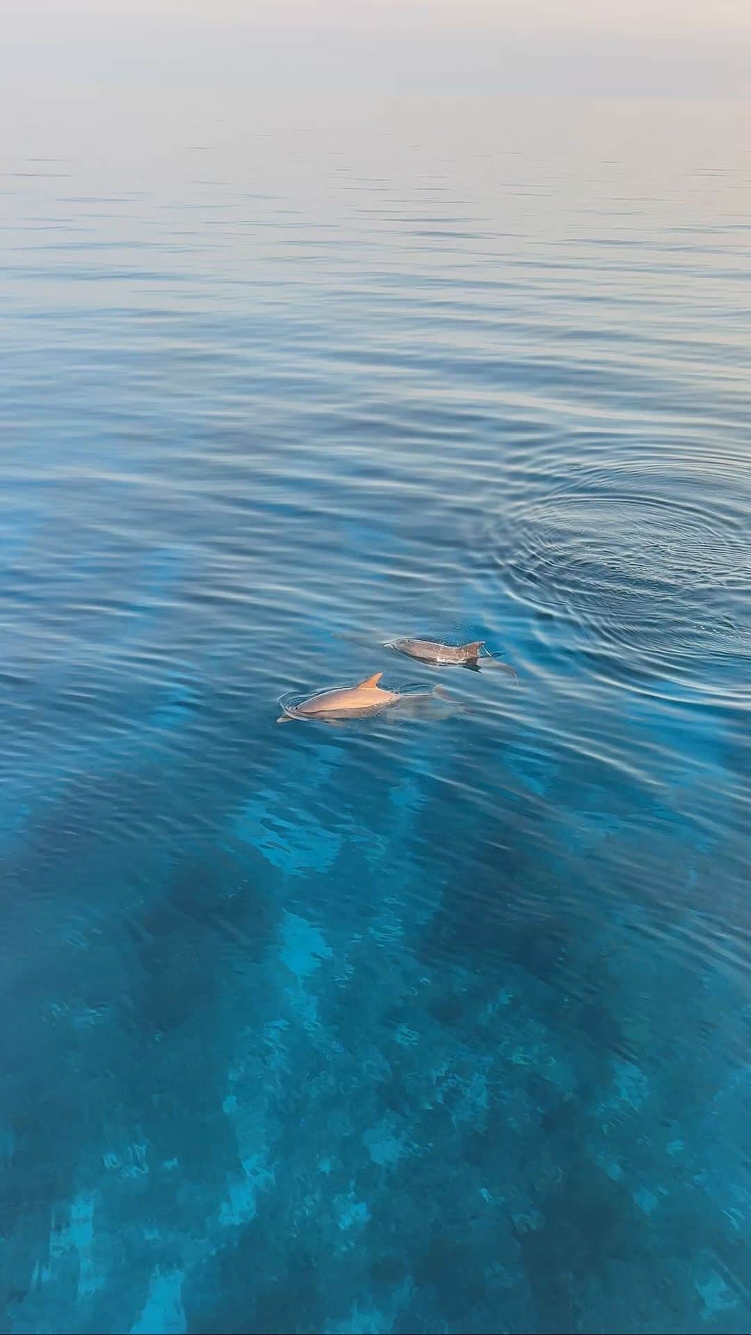 のインスタグラム：「A very special experience 🫶🏼🐬」