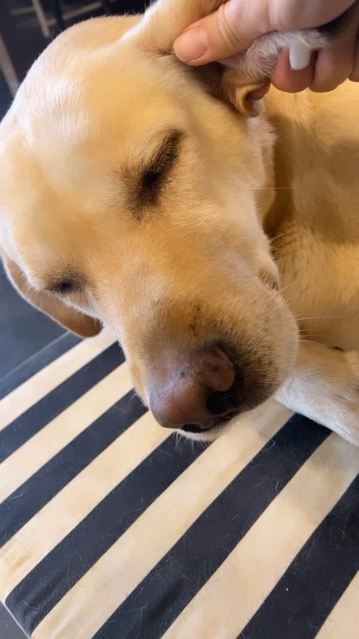 チェ・ヨジンのインスタグラム：「아이고 귀찮아~~~~🤣 무념무상 노아🌼 . #labrador #retriever」