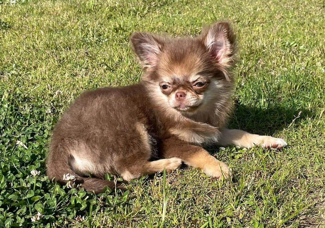 犬小屋??のインスタグラム：「だんな様❤️ やっと自分から外に出て 風を手で叩いています（笑）  #chihuahua #chihuahualife  #チワワ #チワワ大好き  #チワワ多頭飼い #ちわすたぐらむ  #ちわわ大好き  #だんなすたぐらむ  #キンダーガーテンアミ」