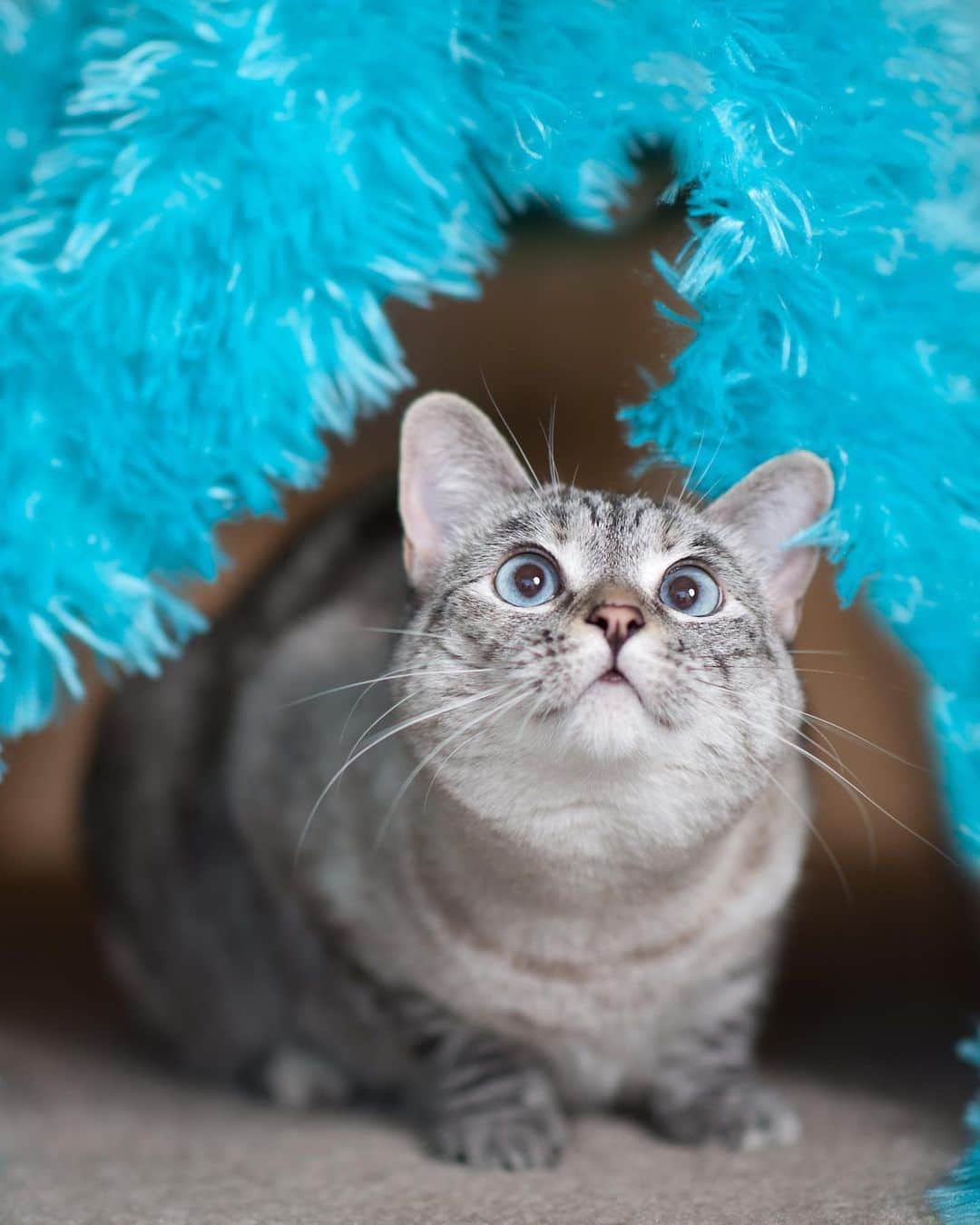 nala_catさんのインスタグラム写真 - (nala_catInstagram)「I’m a seal 🦭   #meow #cute #catsofinstagram」5月6日 13時35分 - nala_cat