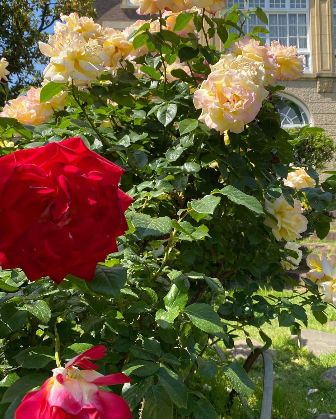 小柳津真由美さんのインスタグラム写真 - (小柳津真由美Instagram)「鳩山会館の薔薇が見頃🌹  めっちゃ綺麗です♪  #鳩山会館 #薔薇の洋館 #薔薇 #薔薇が見頃 #着物 #kimono #着物でお出かけ  #着物好きな人と繋がりたい  #着物好き #薔薇が好き #薔薇の季節 #小柳津真由美」5月6日 14時27分 - mayumioyaizu