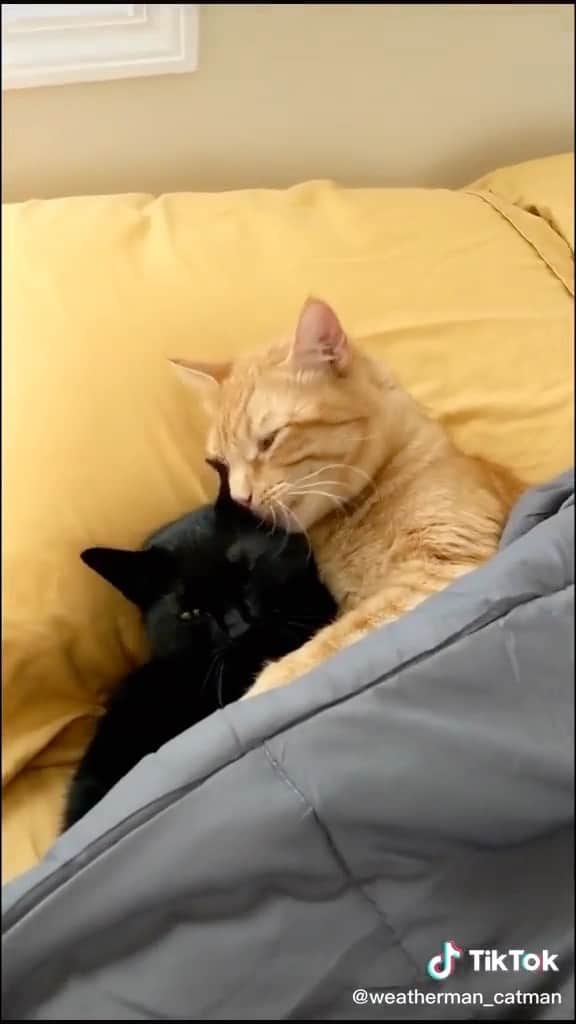Cute Pets Dogs Catsのインスタグラム