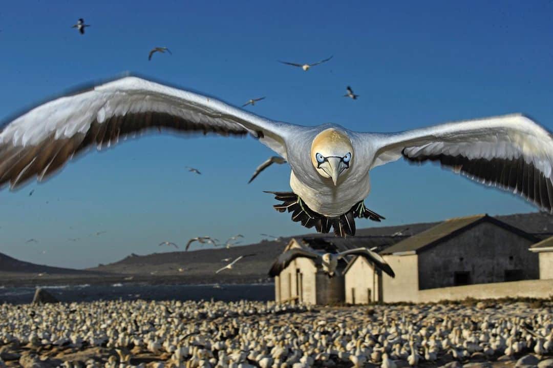 Thomas Peschakのインスタグラム：「A Cape Gannet on final approach after foraging at sea, about to reunite with its partner at their nest on South Africa’s Malgas Island. For days I studied the flight paths of these gannets until I knew exactly where to position myself to achieve this head on eye level perspective. @natgeo @nikoneurope #nikonambassador #seabirds #southafrica」
