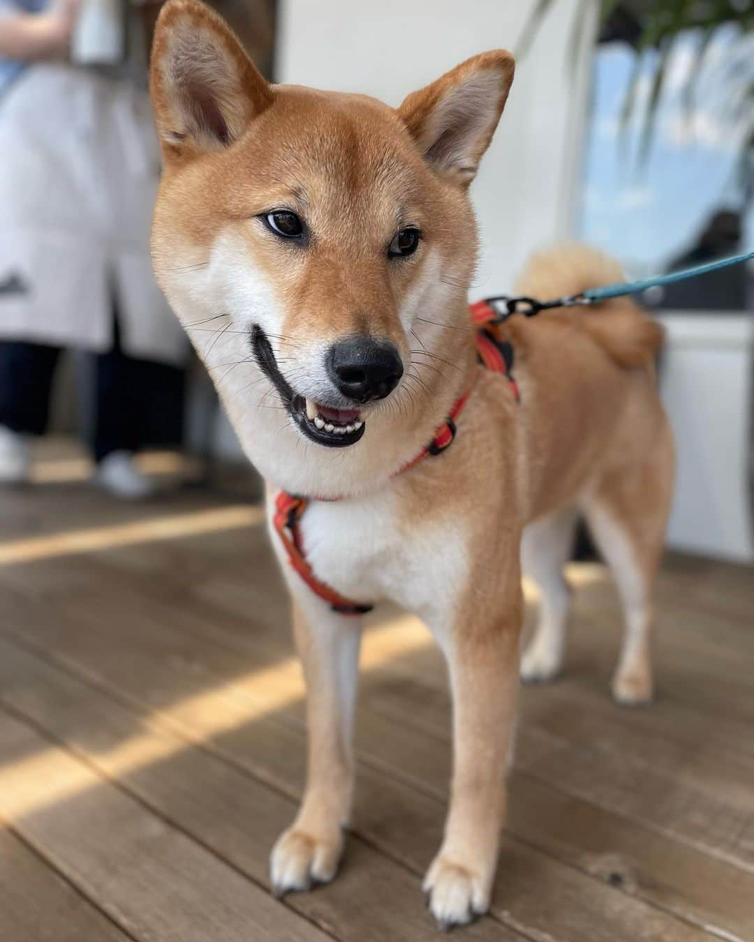 清水香澄さんのインスタグラム写真 - (清水香澄Instagram)「@cafe_tikker   先日のイヌベジ試食会🐶  TIKKERさんでは常時 イヌベジ販売中です♪  テラス席で一緒に 食べることもできるよん🥣  どこを切り取っても映えちゃう ほんとかわいいから ぜひ行ってみてね😚  #海津市カフェ」5月6日 7時34分 - kasumin_0107