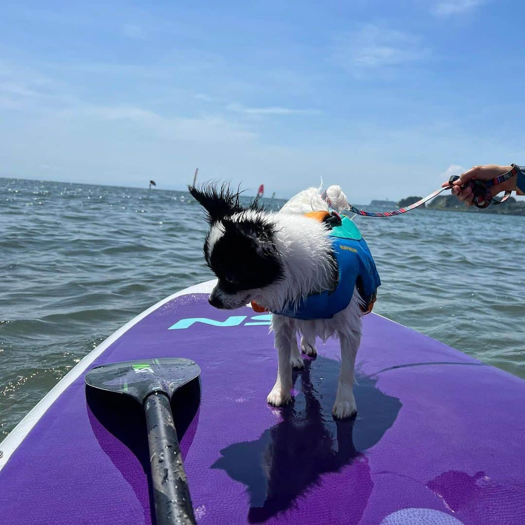 高松いくさんのインスタグラム写真 - (高松いくInstagram)「🐕DogとSUP🏄‍♀️❤️  ２枚目 🐕:「⁉️イモ❗️これはなんだ⁉️」(韓国語で叔母をイモというらしい)  🍠:これで漕いで遠くまで行けるんだよ❗️  ３枚目 🐕:もっともっと、遠くか...✨  ４枚目 🐕:お、しょっぱいな😋  #sup #dog #yoga  #インストラクター   #ダウンドッグ #アッパードッグ の師匠 #犬 #犬好きな人と繋がりたい  #sup好きな人と繋がりたい  興味なくても繋がりたい #outdoor #sea #supyoga」5月6日 8時18分 - iku_takamatsu_trip_sup_yoga