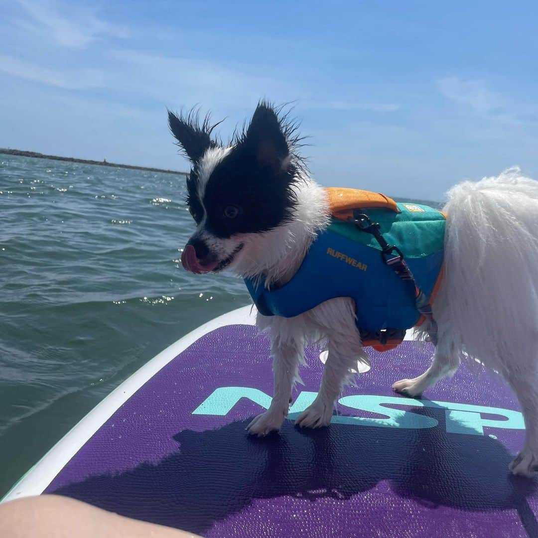 高松いくさんのインスタグラム写真 - (高松いくInstagram)「🐕DogとSUP🏄‍♀️❤️  ２枚目 🐕:「⁉️イモ❗️これはなんだ⁉️」(韓国語で叔母をイモというらしい)  🍠:これで漕いで遠くまで行けるんだよ❗️  ３枚目 🐕:もっともっと、遠くか...✨  ４枚目 🐕:お、しょっぱいな😋  #sup #dog #yoga  #インストラクター   #ダウンドッグ #アッパードッグ の師匠 #犬 #犬好きな人と繋がりたい  #sup好きな人と繋がりたい  興味なくても繋がりたい #outdoor #sea #supyoga」5月6日 8時18分 - iku_takamatsu_trip_sup_yoga