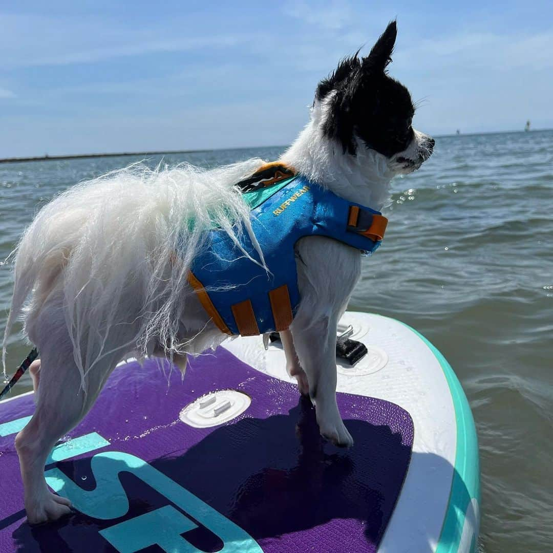 高松いくさんのインスタグラム写真 - (高松いくInstagram)「🐕DogとSUP🏄‍♀️❤️  ２枚目 🐕:「⁉️イモ❗️これはなんだ⁉️」(韓国語で叔母をイモというらしい)  🍠:これで漕いで遠くまで行けるんだよ❗️  ３枚目 🐕:もっともっと、遠くか...✨  ４枚目 🐕:お、しょっぱいな😋  #sup #dog #yoga  #インストラクター   #ダウンドッグ #アッパードッグ の師匠 #犬 #犬好きな人と繋がりたい  #sup好きな人と繋がりたい  興味なくても繋がりたい #outdoor #sea #supyoga」5月6日 8時18分 - iku_takamatsu_trip_sup_yoga