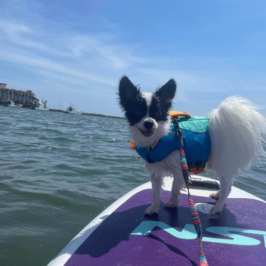 高松いくさんのインスタグラム写真 - (高松いくInstagram)「🐕DogとSUP🏄‍♀️❤️  ２枚目 🐕:「⁉️イモ❗️これはなんだ⁉️」(韓国語で叔母をイモというらしい)  🍠:これで漕いで遠くまで行けるんだよ❗️  ３枚目 🐕:もっともっと、遠くか...✨  ４枚目 🐕:お、しょっぱいな😋  #sup #dog #yoga  #インストラクター   #ダウンドッグ #アッパードッグ の師匠 #犬 #犬好きな人と繋がりたい  #sup好きな人と繋がりたい  興味なくても繋がりたい #outdoor #sea #supyoga」5月6日 8時18分 - iku_takamatsu_trip_sup_yoga