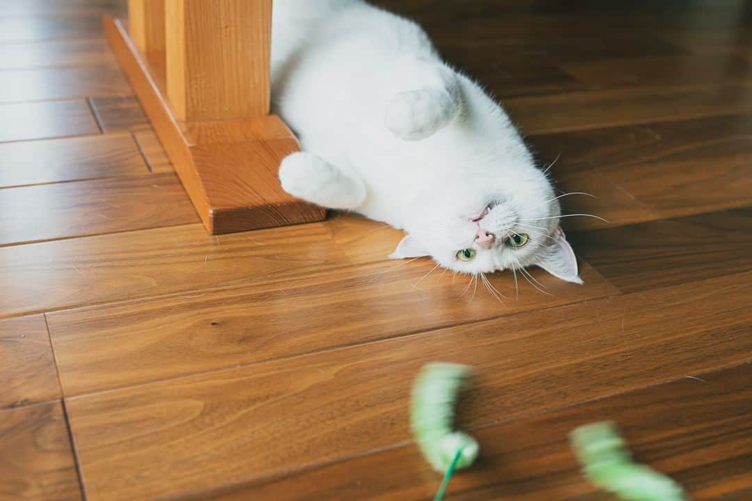 浅野真澄のインスタグラム：「今日の写真１： 猫じゃらしで遊ぶおもち。  この、エノコログサみたいな猫じゃらしはみんな好きで、かつよく壊すので、10本くらいストックがあります。  おもちは寝っ転がって遊ぶのがお好みらしく、この日も横になったままエキサイト。  ちなみにこのおもちゃ、引っ張ると割と簡単に取れてしまうのですが、興奮した猫が誤飲しないよう、目は離せません。  ２： ホッケを焼いたら、あっくんの「いれてー」リクエストが。  リビングに入れたところ、いつものように脇から顔を覗かせて、鼻をくんくん。  レモンをしぼっちゃったし、大根おろしものってるし、どうせ食べさせられないのなら、見せない方がいいのかな。可愛いけれど、期待だけさせてしまうのはかわいそうかもと反省しました。  #保護猫 #保護猫との暮らし #保護猫里親 #保護猫部 #catstagram_japan #catoftheday #rescuecats #rescuecatsofinstagram #猫多頭飼い #catstagram #保護猫出身 #猫のいる暮らし #保護猫を家族に #rescuecat #白猫 #白猫部 #whitecat #whitecatsclub #whitecatstagram #白サバ #白サバ猫」