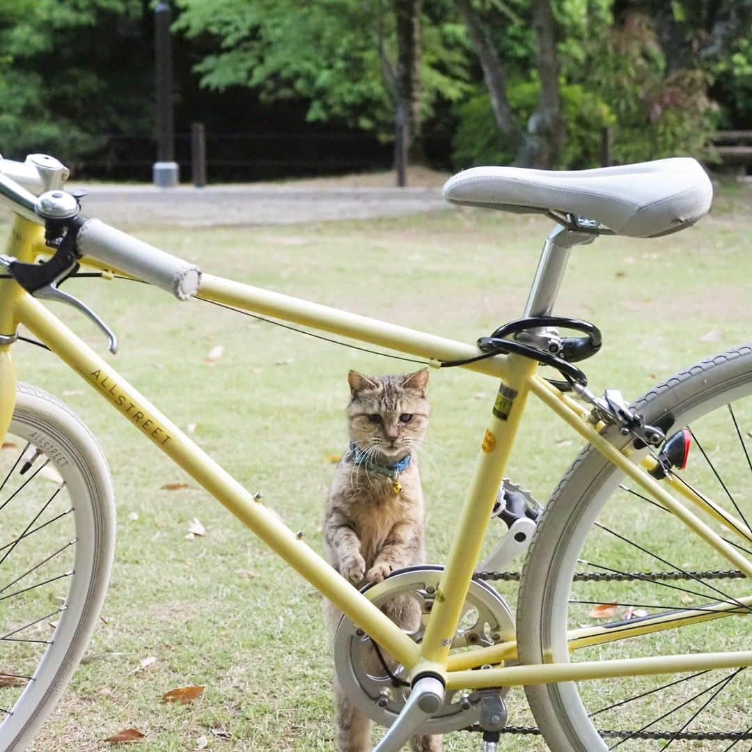 路地裏のにゃん吉さんのインスタグラム写真 - (路地裏のにゃん吉Instagram)「I want to ride my Bicycle, bicycle, bicycle🚲 バイシクル乗りたひのニャ  CAMERA ︰OMD-EM1mark Ⅱ LENZ︰M.ZUIKO DIGITAL ED 12-100mm F4.0 IS PRO   #のらねこ部 #om_system_jp #om写真投稿 #japancamera_official #猫部#nekoclub#แมว#icu_japan #igersjp#猫 #にゃんすたぐらむ#ig_catsclub #cats# #catsofinstagram #gatto#catloversclub#bnw_catalonia  #東京カメラ部#icu_japan#cute #catstagram#広がり同盟 #bestcatclub #gallery_legit #写真を止めるな#love_bestjapan #lovers_nippon  #team_jp #고양이#にゃんすたぐらむ #art_of_japan #instacat」5月6日 9時54分 - nyankichi5656