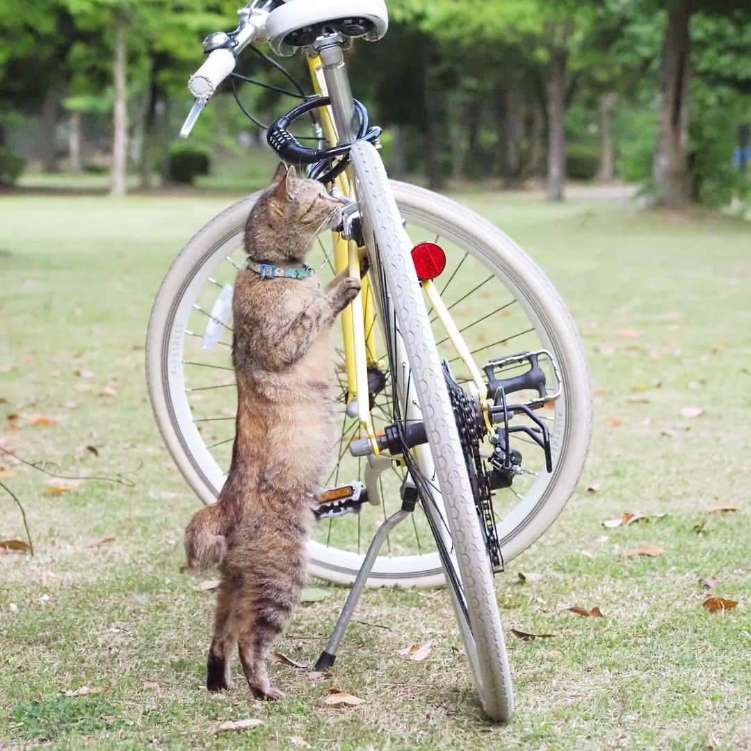 のインスタグラム：「I want to ride my Bicycle, bicycle, bicycle🚲 バイシクル乗りたひのニャ  CAMERA ︰OMD-EM1mark Ⅱ LENZ︰M.ZUIKO DIGITAL ED 12-100mm F4.0 IS PRO   #のらねこ部 #om_system_jp #om写真投稿 #japancamera_official #猫部#nekoclub#แมว#icu_japan #igersjp#猫 #にゃんすたぐらむ#ig_catsclub #cats# #catsofinstagram #gatto#catloversclub#bnw_catalonia  #東京カメラ部#icu_japan#cute #catstagram#広がり同盟 #bestcatclub #gallery_legit #写真を止めるな#love_bestjapan #lovers_nippon  #team_jp #고양이#にゃんすたぐらむ #art_of_japan #instacat」