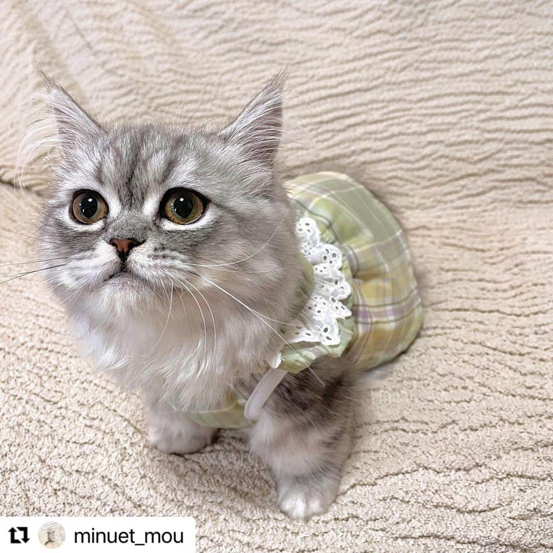 Caluluさんのインスタグラム写真 - (CaluluInstagram)「LAURA ASHLEYのショルダーコットンワンピースを着て頂きました👗  可愛すぎますー😻  柔らかい優しいグリーンのカラーがお似合いですね💚  これからもぜひ沢山着てくださいね🌼✨  #Repost @minuet_mou with @use.repost ・・・ まるまるむうちゃん👒 お耳の毛が伸びてきました🤍😭  このお洋服春らしくてかわいい🌼  #minuet #minuetcat #kitten #babycat #parsian #munchikin #ミヌエット #ミヌエット子猫 #ミヌエット短足 #ミヌエット長毛 #미누엣　#子猫のいる生活  #猫のいる暮らし #長毛ミヌエット #短足ミヌエット #ミヌエット女の子#catstagram #instacat #kitty #cats #ilovecats #catlife #oneoctave #カルルにゃんこの会 #水色 #cutecat #catoftheday #cutekitten」5月6日 10時03分 - calulu_dogwear