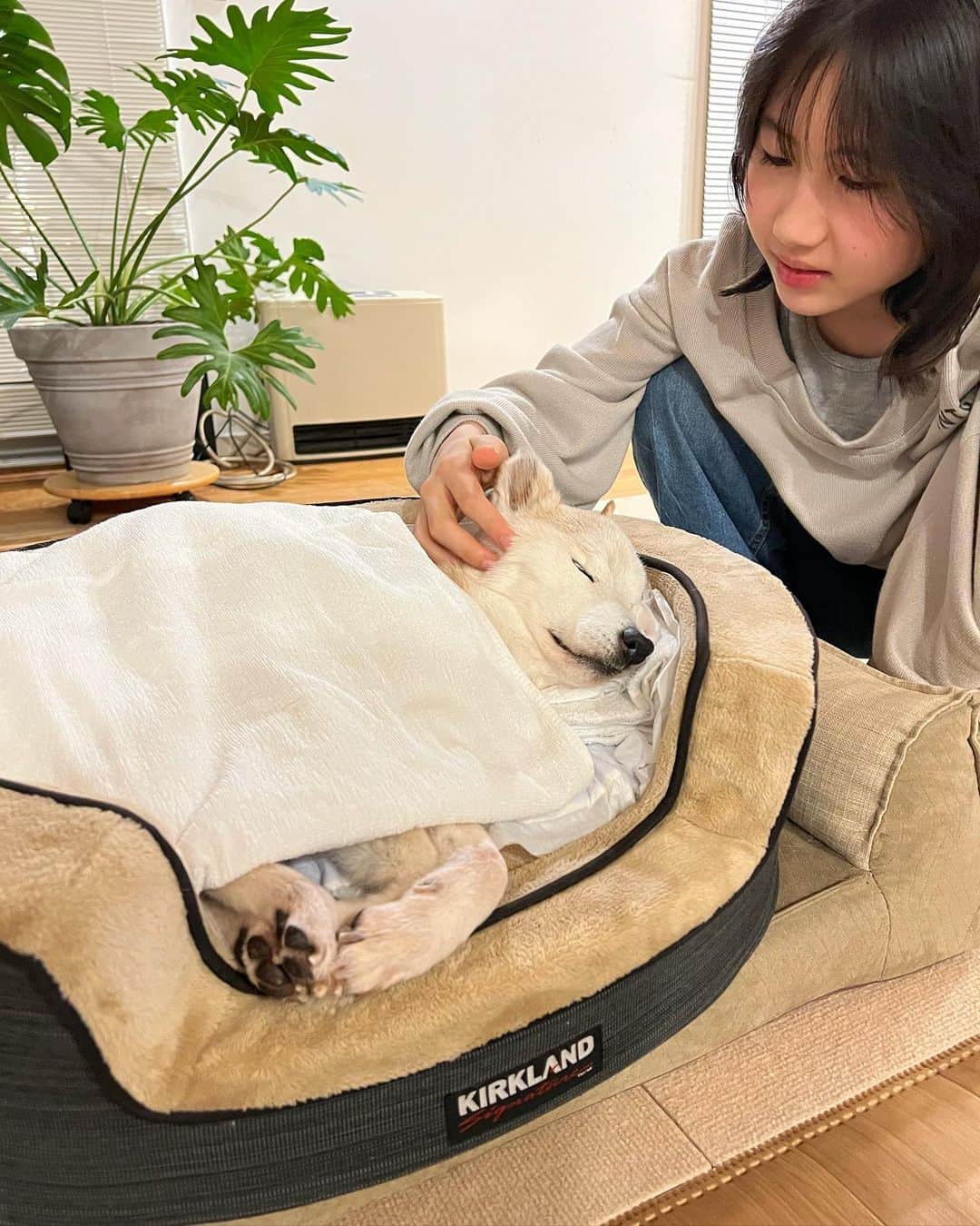 柴犬リリコのインスタグラム：「亡くなった翌日が友引で斎場がお休みだった為、丸2日間お家で一緒に過ごすことが出来ました。  本当にただ気持ち良さそうに寝ているようで…  最後は1番多くの時間を過ごした寝室で、みんなと一緒に眠りました。」