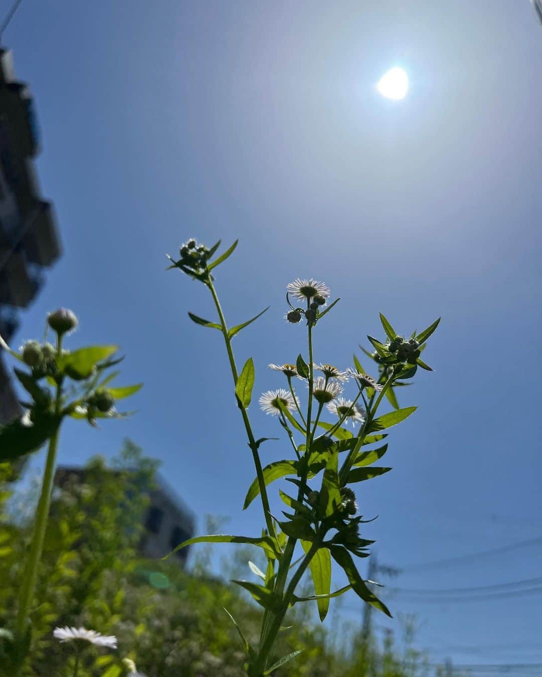 坂口和也のインスタグラム：「やはり晴れが好き☀️ #俳優 #actor  #この花なんだろ  #flowers」