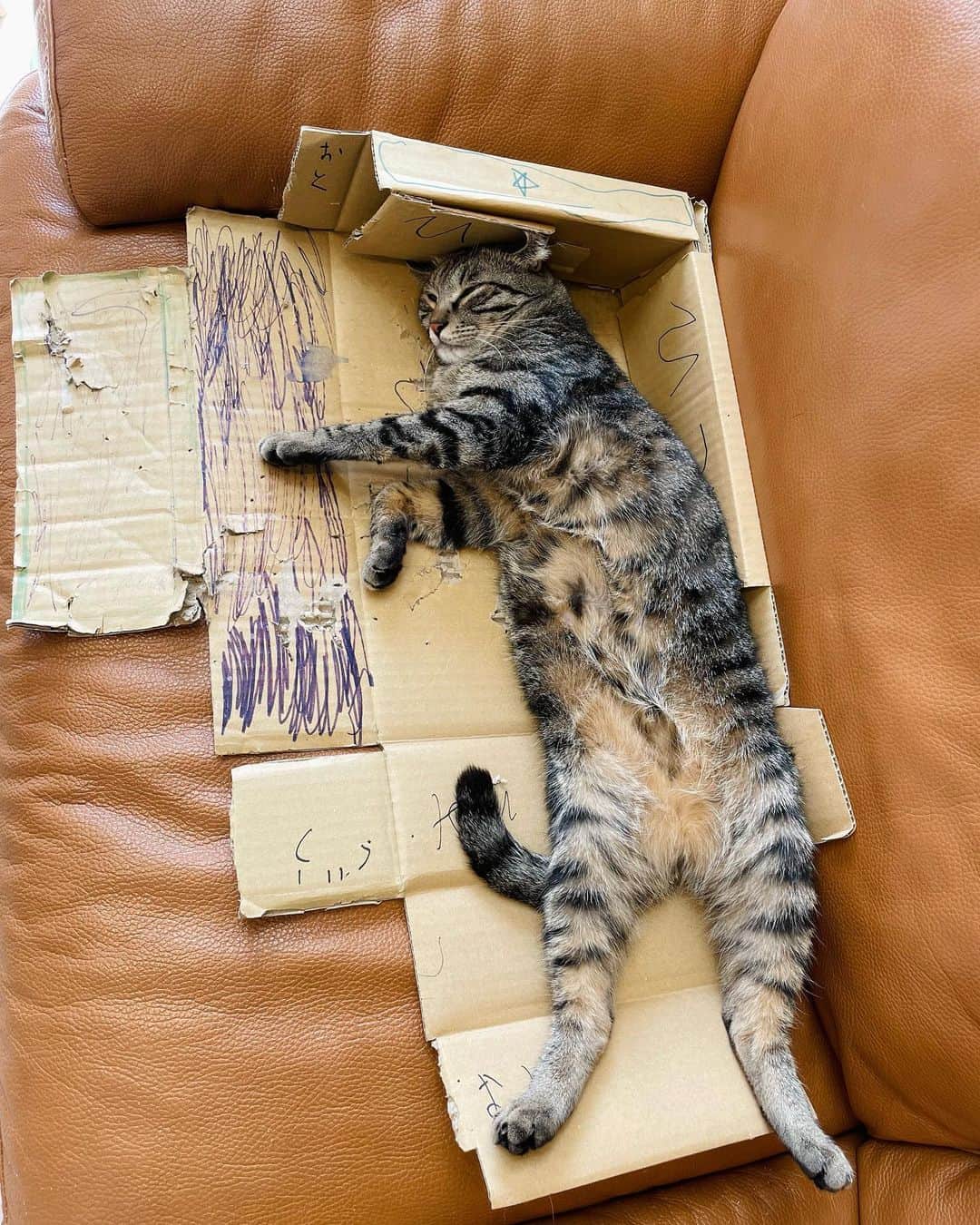 のインスタグラム：「どよーーびのネコ  #himi_no_hibi」