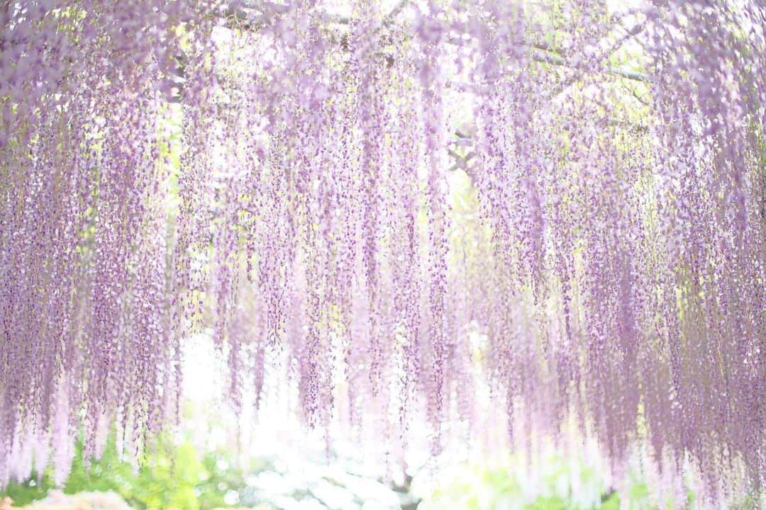 kiccyomuのインスタグラム：「☁️ 2023.05.06 Sat #あしかがフラワーパーク #藤の花 は 香りも目にも良き癒し📸  GWもそろそろ終盤 今日も外は強風😅 何処にも行きたくなくなるような風🌪️ ショッピングモールで、 風除け＆涼みを期待しちゃいますか？  location #栃木 ❣️ 📷撮影 2023年4月28日  #my_eos_photo Camera : EOS R5 #オールドレンズ #zeiss」