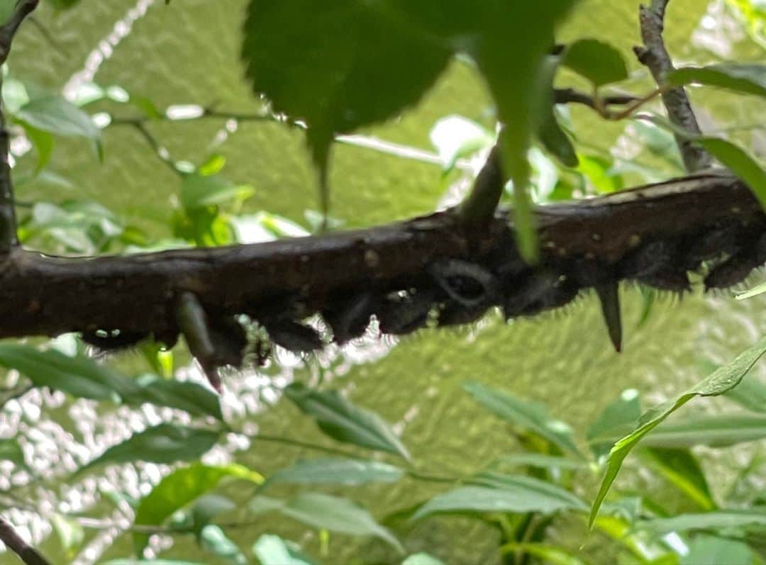 橋本志穂さんのインスタグラム写真 - (橋本志穂Instagram)「昨夜、布団に入っても眠れずー。 日中、庭の梅の木で発見したあの「虫」が気になって気になって。。 朝、調べてみたの。 そしたら「アカホシテントウムシ」の幼虫でした。 アカホシちゃんは 梅の木につくカイガラムシを食べてくれるんだって‼️ カイガラムシはここ何年も前からたくさん発生して 頭をかかえてたの。 右から養分を吸って、梅を枯らせてしまうこともあるんだって。  そんなカイガラムシが発生すると どこからともなくやってきたアカホシテントウムシさんが これを食べてくれると。。。  えーーー😱 気持ち悪い虫と思って、 ごめんなさいしながらカイガラムシ用の駆除剤をかけちゃった😭😭😭😭 ごめんなさいって気持ちで、またしても今夜も眠れないわ〜💦  だけど、昨日薬剤をかけた2時間後くらいにみに行ったけど、 微動だにしてなくて、、、 益々気持ち悪くて 枯れ枝を使ってこそぎ落としてビニールでキャッチしたの。 そしたらね、カラッカラで 抜け殻みたいになってた。 つまり、、 羽化しててんとう虫さんたちは 薬を散布したところにはいないってこと‼️ あぁーよかった〜 🥰😘🥰😘  だけど、餌になるカイガラムシに薬をかけたから テントウムシさんが食べたら大変❓❓  あー、やっぱ 眠れない💦💦  小さな庭だけど 色んな生態系を知ることができて 楽しい。 楽しいけど 眠れなくなるから 困ったもんだ。  #アカホシテントウムシ #カイガラムシ #庭の生態  アカホシテントウムシの写真はGoogleから、、 幼虫の写真も最初の我が家のはわかりにくいかったので　Googleから参考に引用してます」5月6日 10時53分 - shihohashimoto3