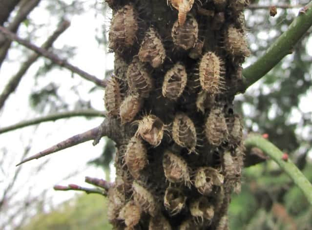 橋本志穂さんのインスタグラム写真 - (橋本志穂Instagram)「昨夜、布団に入っても眠れずー。 日中、庭の梅の木で発見したあの「虫」が気になって気になって。。 朝、調べてみたの。 そしたら「アカホシテントウムシ」の幼虫でした。 アカホシちゃんは 梅の木につくカイガラムシを食べてくれるんだって‼️ カイガラムシはここ何年も前からたくさん発生して 頭をかかえてたの。 右から養分を吸って、梅を枯らせてしまうこともあるんだって。  そんなカイガラムシが発生すると どこからともなくやってきたアカホシテントウムシさんが これを食べてくれると。。。  えーーー😱 気持ち悪い虫と思って、 ごめんなさいしながらカイガラムシ用の駆除剤をかけちゃった😭😭😭😭 ごめんなさいって気持ちで、またしても今夜も眠れないわ〜💦  だけど、昨日薬剤をかけた2時間後くらいにみに行ったけど、 微動だにしてなくて、、、 益々気持ち悪くて 枯れ枝を使ってこそぎ落としてビニールでキャッチしたの。 そしたらね、カラッカラで 抜け殻みたいになってた。 つまり、、 羽化しててんとう虫さんたちは 薬を散布したところにはいないってこと‼️ あぁーよかった〜 🥰😘🥰😘  だけど、餌になるカイガラムシに薬をかけたから テントウムシさんが食べたら大変❓❓  あー、やっぱ 眠れない💦💦  小さな庭だけど 色んな生態系を知ることができて 楽しい。 楽しいけど 眠れなくなるから 困ったもんだ。  #アカホシテントウムシ #カイガラムシ #庭の生態  アカホシテントウムシの写真はGoogleから、、 幼虫の写真も最初の我が家のはわかりにくいかったので　Googleから参考に引用してます」5月6日 10時53分 - shihohashimoto3