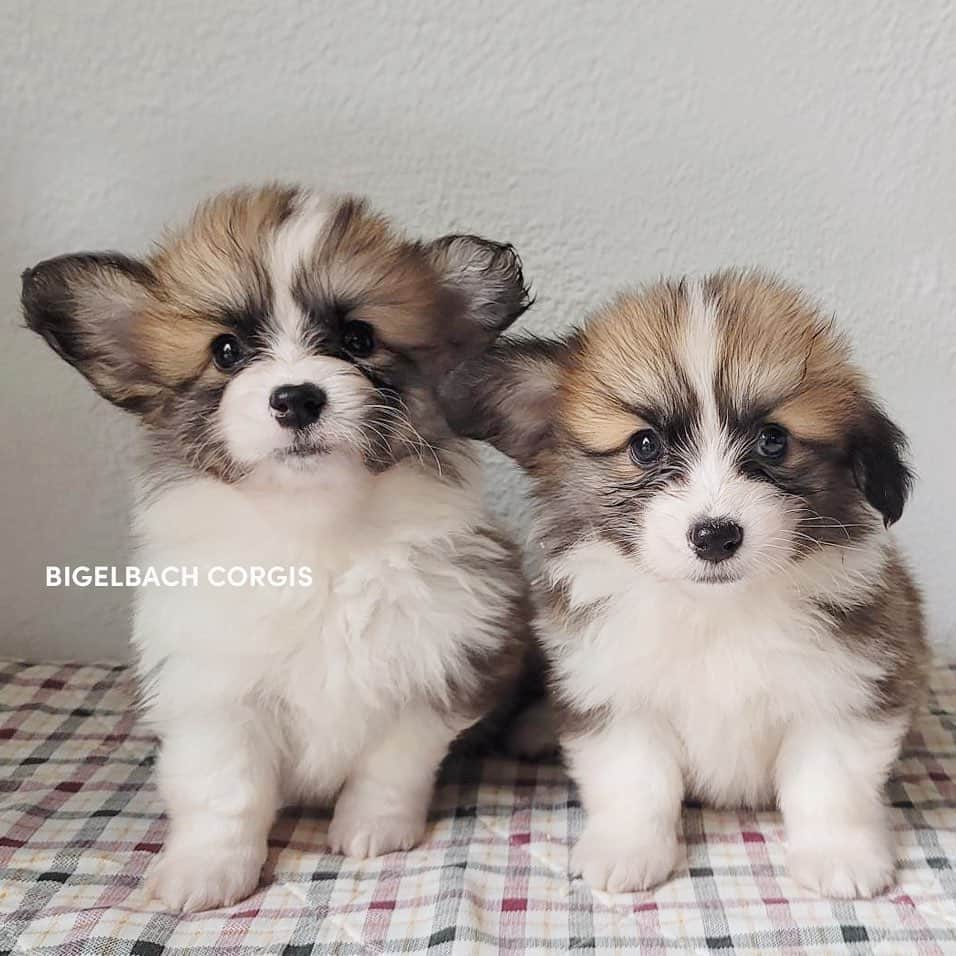 Geordi La Corgiさんのインスタグラム写真 - (Geordi La CorgiInstagram)「Scotty x Juliet puppies are already 6 weeks old! Swipe to the last pic see my personal fav… 🤣🤣🤣   Sire: GCH Tri-umph That’s How I Roll “Scotty” Dam: CH Bigelbach’s Love Story “Juliet”  Thank you to their breeder Lisa for sending me these adorable photos!」5月6日 11時50分 - lacorgi