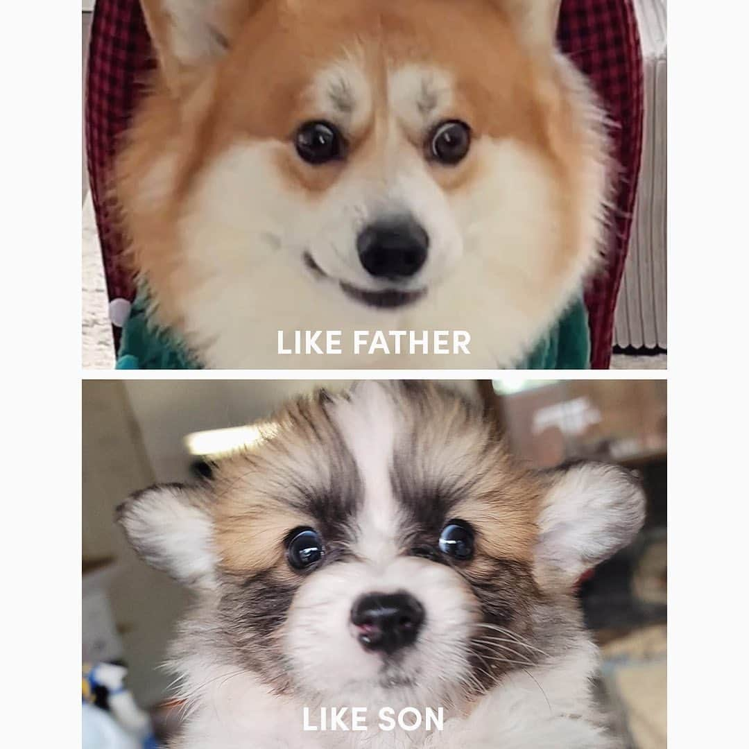 Geordi La Corgiさんのインスタグラム写真 - (Geordi La CorgiInstagram)「Scotty x Juliet puppies are already 6 weeks old! Swipe to the last pic see my personal fav… 🤣🤣🤣   Sire: GCH Tri-umph That’s How I Roll “Scotty” Dam: CH Bigelbach’s Love Story “Juliet”  Thank you to their breeder Lisa for sending me these adorable photos!」5月6日 11時50分 - lacorgi