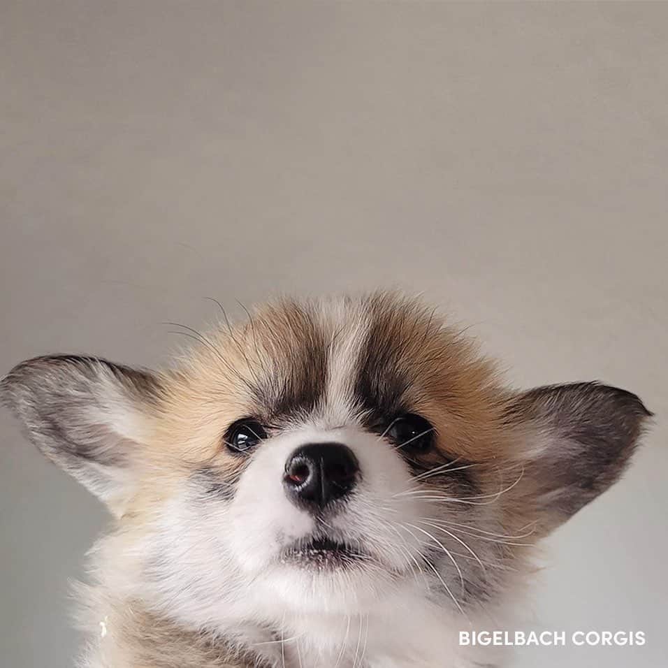 Geordi La Corgiさんのインスタグラム写真 - (Geordi La CorgiInstagram)「Scotty x Juliet puppies are already 6 weeks old! Swipe to the last pic see my personal fav… 🤣🤣🤣   Sire: GCH Tri-umph That’s How I Roll “Scotty” Dam: CH Bigelbach’s Love Story “Juliet”  Thank you to their breeder Lisa for sending me these adorable photos!」5月6日 11時50分 - lacorgi