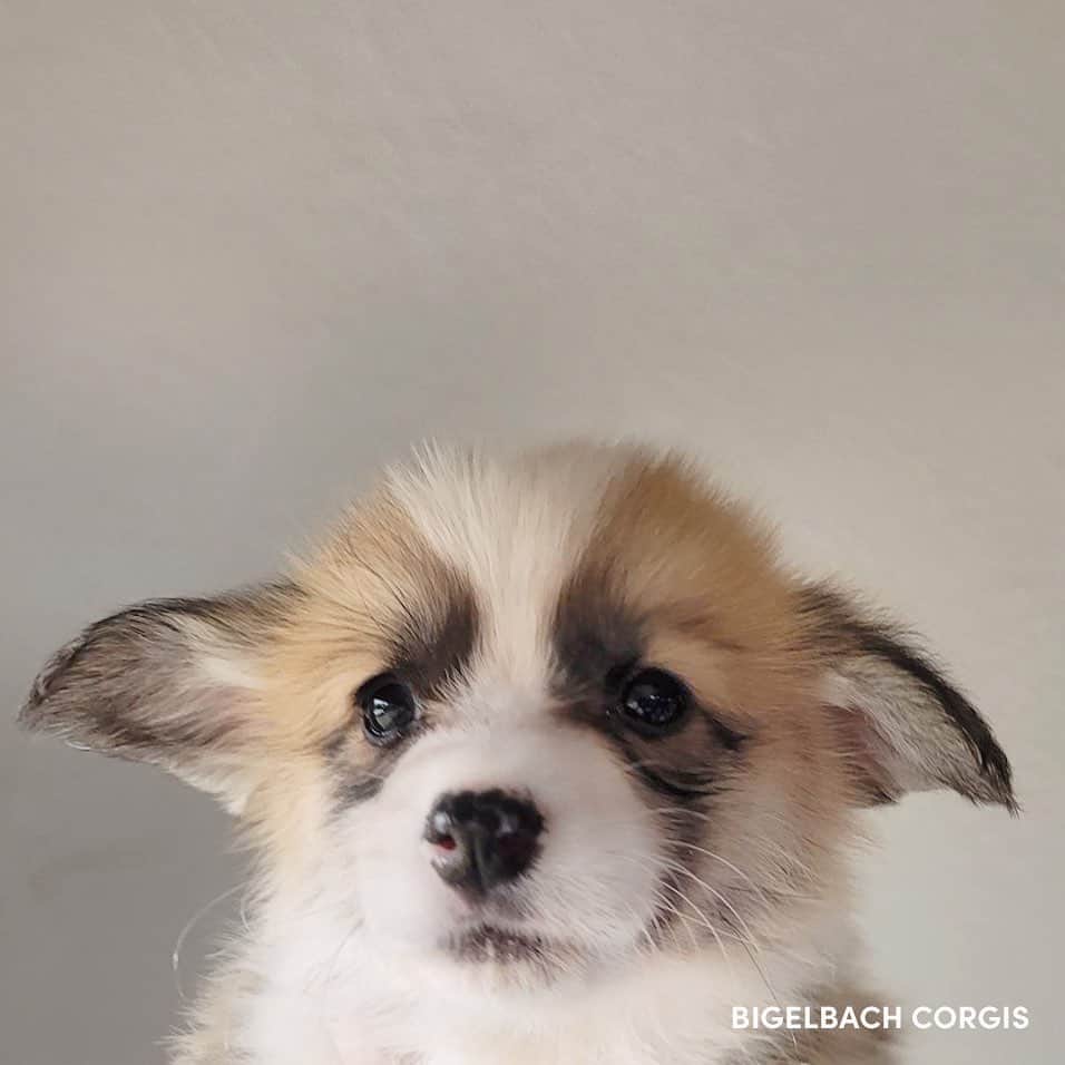 Geordi La Corgiさんのインスタグラム写真 - (Geordi La CorgiInstagram)「Scotty x Juliet puppies are already 6 weeks old! Swipe to the last pic see my personal fav… 🤣🤣🤣   Sire: GCH Tri-umph That’s How I Roll “Scotty” Dam: CH Bigelbach’s Love Story “Juliet”  Thank you to their breeder Lisa for sending me these adorable photos!」5月6日 11時50分 - lacorgi
