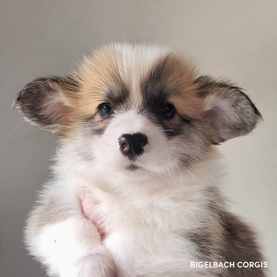 Geordi La Corgiのインスタグラム：「Scotty x Juliet puppies are already 6 weeks old! Swipe to the last pic see my personal fav… 🤣🤣🤣   Sire: GCH Tri-umph That’s How I Roll “Scotty” Dam: CH Bigelbach’s Love Story “Juliet”  Thank you to their breeder Lisa for sending me these adorable photos!」