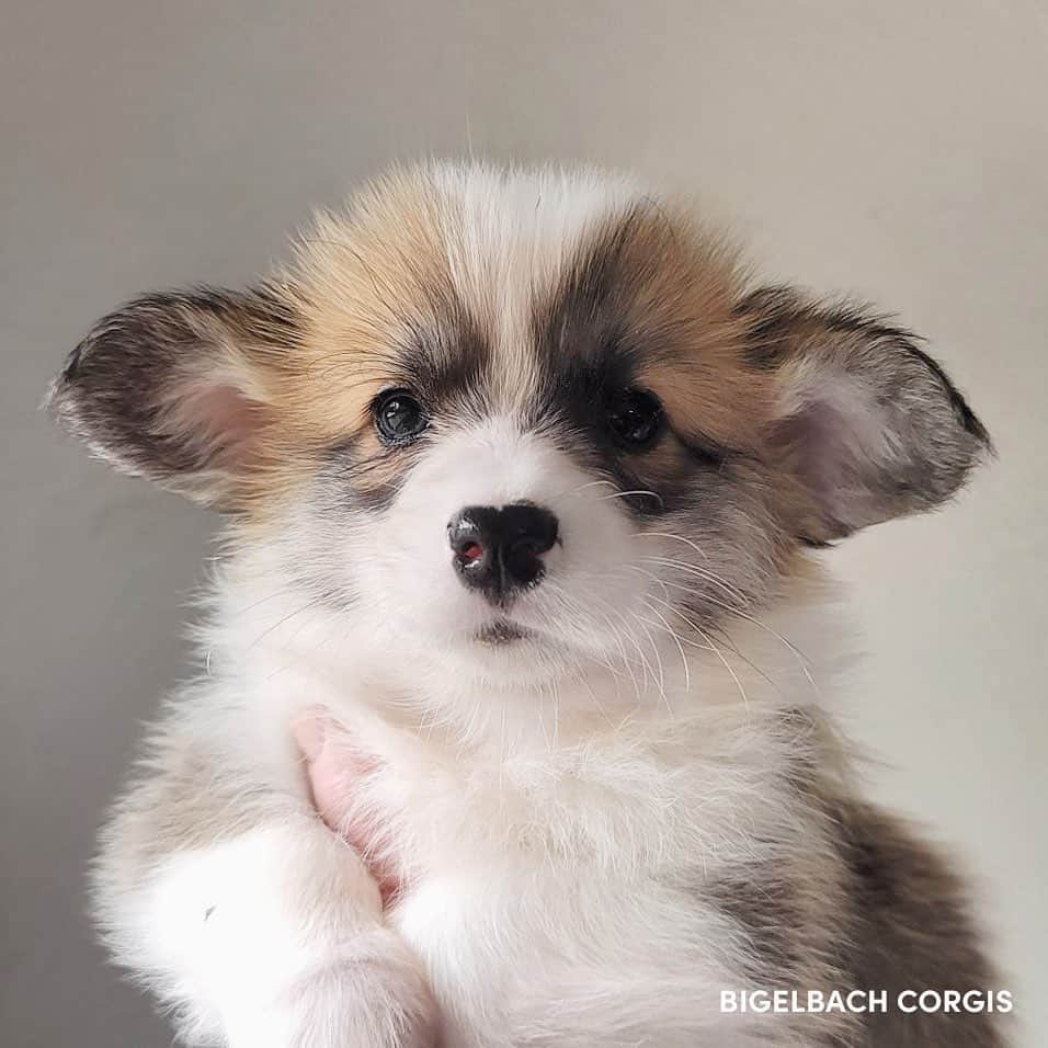 のインスタグラム：「Scotty x Juliet puppies are already 6 weeks old! Swipe to the last pic see my personal fav… 🤣🤣🤣   Sire: GCH Tri-umph That’s How I Roll “Scotty” Dam: CH Bigelbach’s Love Story “Juliet”  Thank you to their breeder Lisa for sending me these adorable photos!」