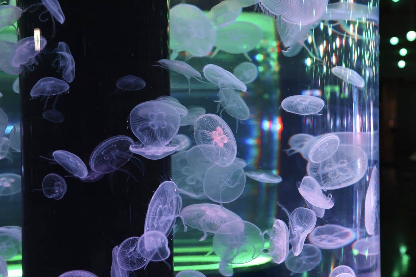 アクアパーク品川さんのインスタグラム写真 - (アクアパーク品川Instagram)「ふわふわと漂うクラゲの大空間✨ ブルー×グリーンを基調とした、初夏ならではの爽やかなライティングをお届けしています🌱  #ミズクラゲ #クラゲ #jellyfish #ジェリーフィッシュランブル  #マクセルアクアパーク品川 #MaxellAquaParkShinagawa #アクアパーク #aquapark #アクアパーク品川 #aquaparkshinagawa #水族館 #aquarium #水族館デート #デート #お出かけ #東京 #都内 #品川 #駅近 #東京観光 #屋内遊び場 #品川プリンスホテル #品プリ」5月6日 12時10分 - aquapark_official