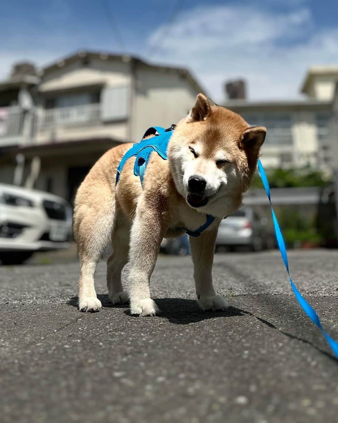 まる（まるたろう）のインスタグラム：「今日もいい天気🎵  【お知らせ】 『柴犬まるアート展 〜 僕は君の記録係 〜』が、5月12日（金）から5月21日（日）まで、marble gallery（東京新御徒町・蔵前エリア）にて期間限定で開催) #お暇なら来てよね #僕は君の記録係 #いっぱいお写真を用意しておりまる #marble_gallery #御徒町」