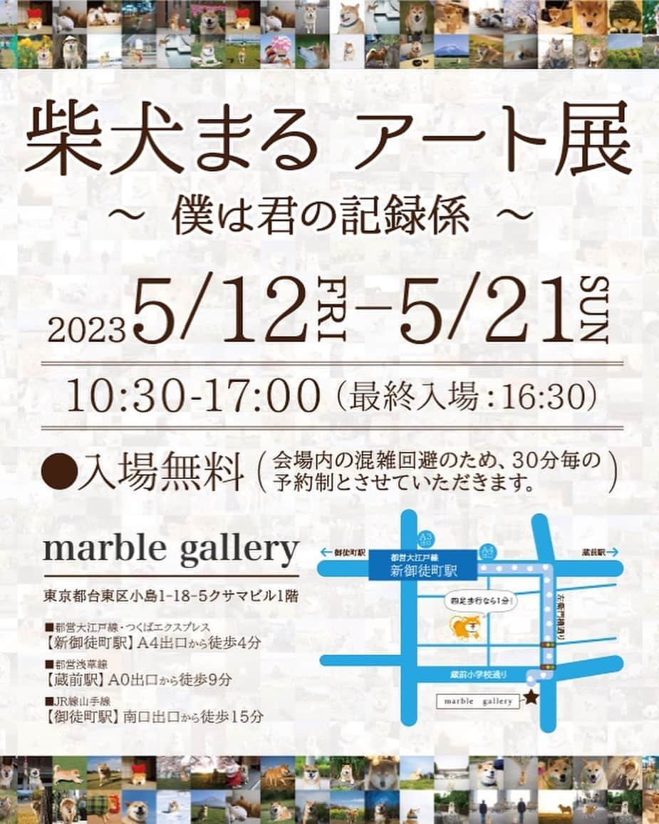 まる（まるたろう）さんのインスタグラム写真 - (まる（まるたろう）Instagram)「今日もいい天気🎵  【お知らせ】 『柴犬まるアート展 〜 僕は君の記録係 〜』が、5月12日（金）から5月21日（日）まで、marble gallery（東京新御徒町・蔵前エリア）にて期間限定で開催) #お暇なら来てよね #僕は君の記録係 #いっぱいお写真を用意しておりまる #marble_gallery #御徒町」5月6日 12時11分 - marutaro