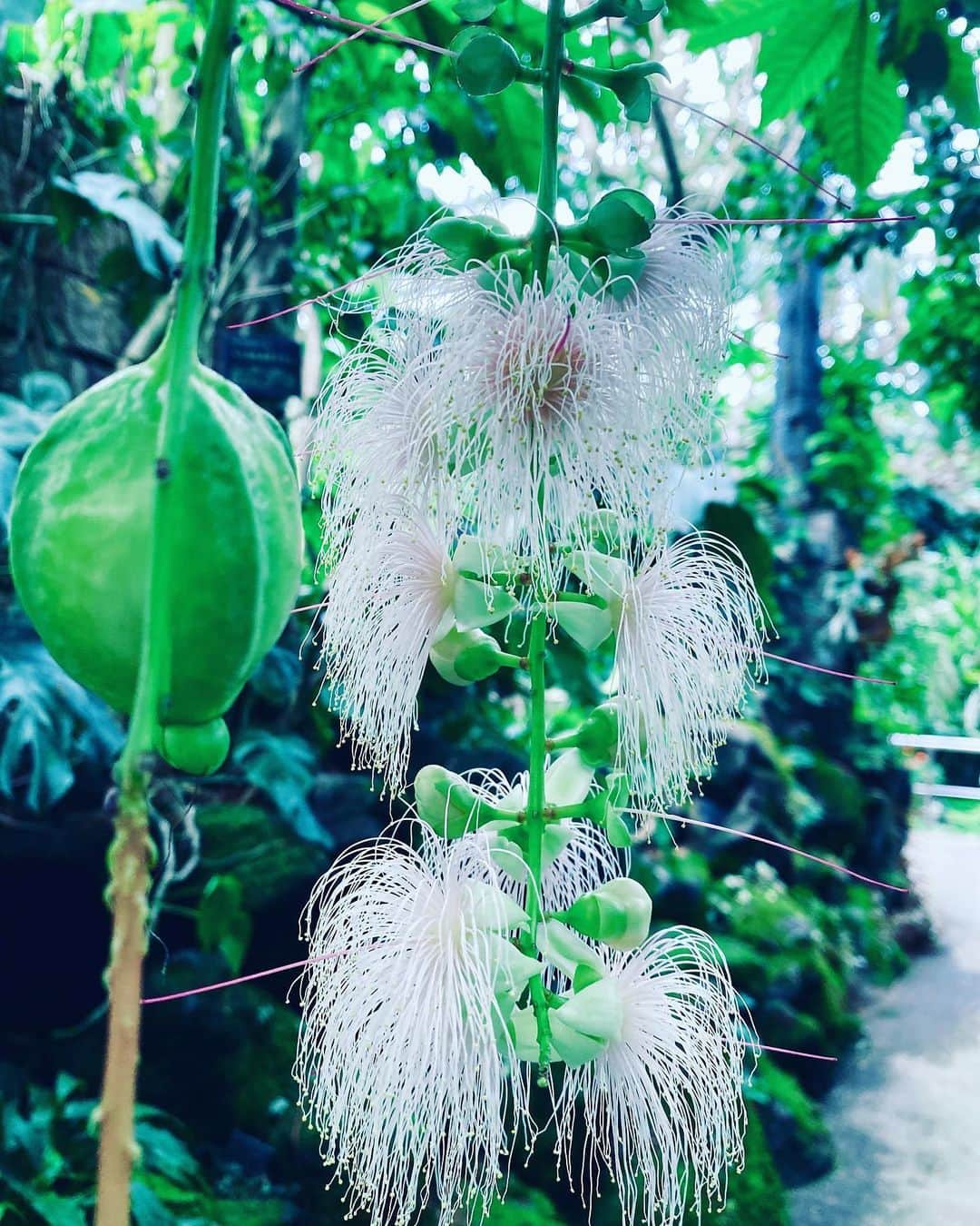 のインスタグラム：「わくわくした  宇治市植物公園の温室🌴💚  #京の小話 #地元ぶらり」