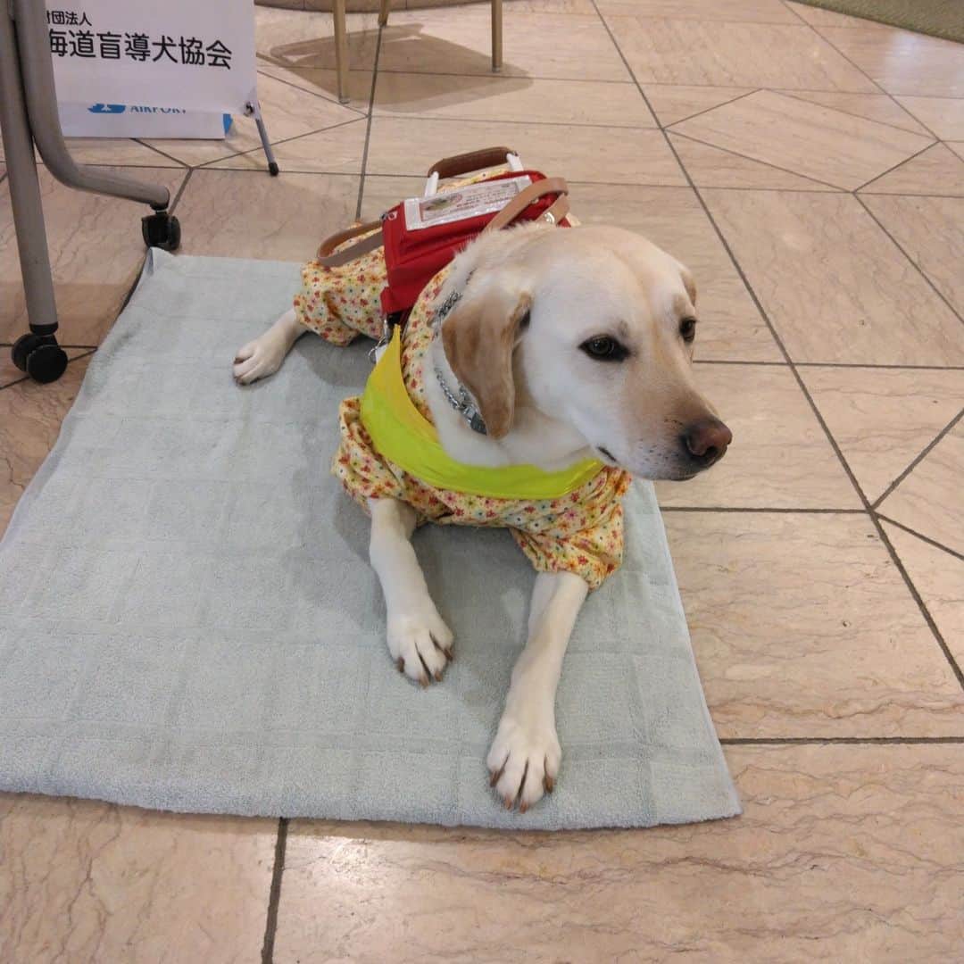 ニューオータニイン札幌さんのインスタグラム写真 - (ニューオータニイン札幌Instagram)「本日、盲導犬チャリティビュッフェ最終日です。 最終日には盲導犬の「ツキちゃん」が来店！（12:00～13:00まで）  ビュッフェ期間中にご参加いただいたお客様ありがとうございます  収益の一部を盲導犬協会に寄付いたします  #ニューオータニ #盲導犬 #盲導犬チャリティー #ビュッフェ #食事 #スイーツ #ホテル #おでかけ #札幌グルメ #札幌ホテル #sapporo」5月6日 12時28分 - newotani_inn_sapporo