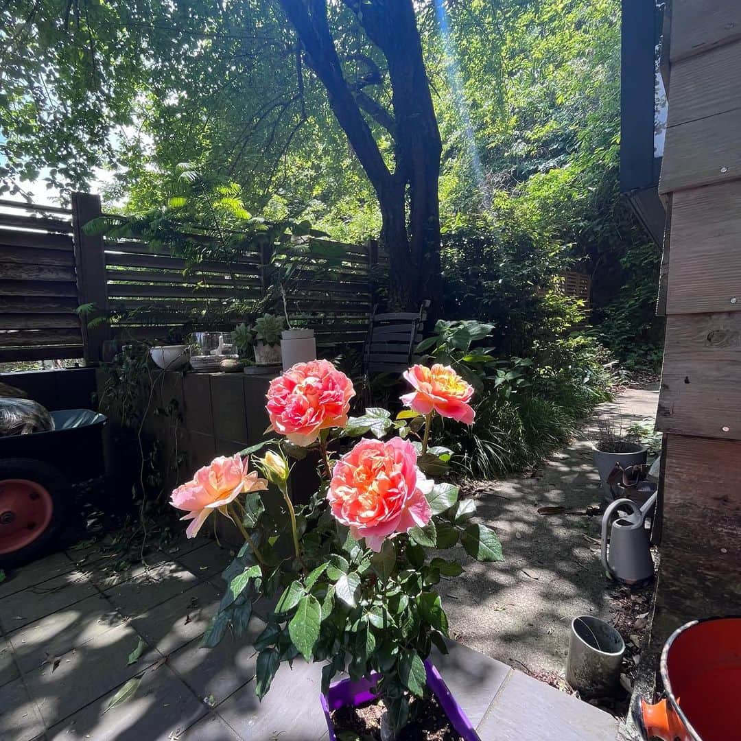クリス智子さんのインスタグラム写真 - (クリス智子Instagram)「今日は朝から庭仕事。風あって、気持ちよい。 というわけで、パトロールしながら庭報告。 ブルーベリーの実がなってきて、橙の花は咲き（かわいぃ！） バラはどこまで開くんだろうというぐらい笑っていて、山椒の実も相変わらず、しびれるぅ。（つい、摘んでしまう）  ドクダミが庭の主役に躍り出るのも、あと少し。小暮家から連れて帰ったバジルとルッコラをプランターに植える。楽しみ。楽しみ。  そして、つい先日まで筍だった竹たちは、葉を落としながら、脱皮しながら、すくすく成長中。春は竹の秋。  まだ木陰には小さいのもいて、かわいいです。」5月6日 12時53分 - chris_tomoko