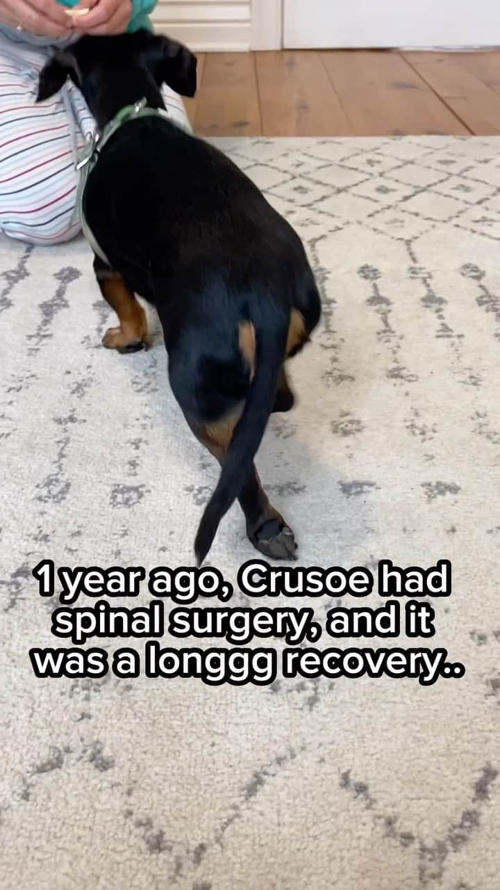 Crusoe the Celebrity Dachshundのインスタグラム：「“It’s been 1 whole year. I’m still not perfect, and it’s taken a long time to get here, and to come to terms with it all (especially Dad), but it hasn’t stopped me from living the best life I can!” ☺️❤️ ~ Crusoe  #ivdd #dachshunds #ivddsurvivor」