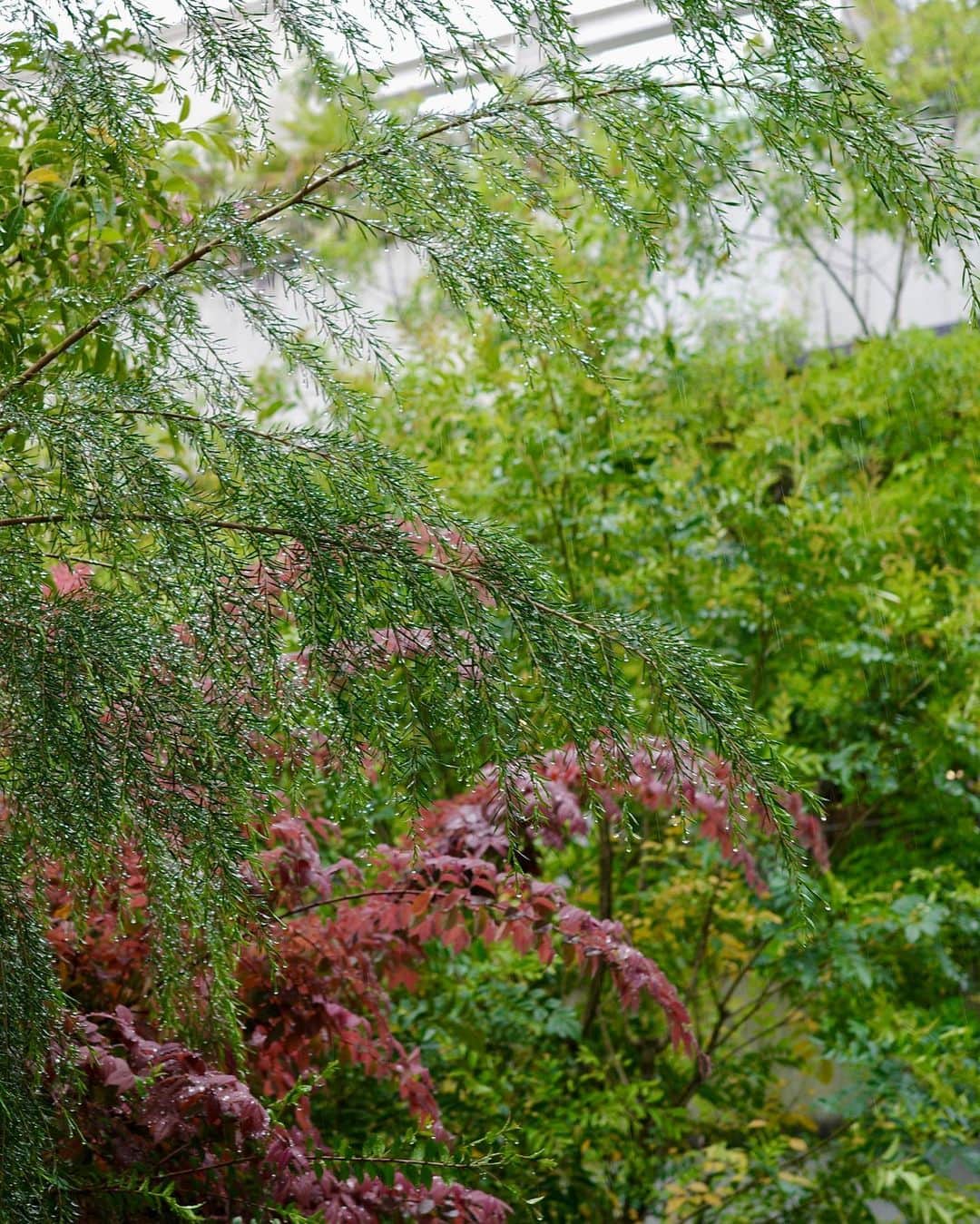梯真奈美さんのインスタグラム写真 - (梯真奈美Instagram)「うれしい雨の日☂️  緑たちも生き生きしてる🌱  頂いた花束にも水浴びあせてあげて、、♡  😘  #雨の日 #JOSEMOON」5月6日 23時05分 - official_manami