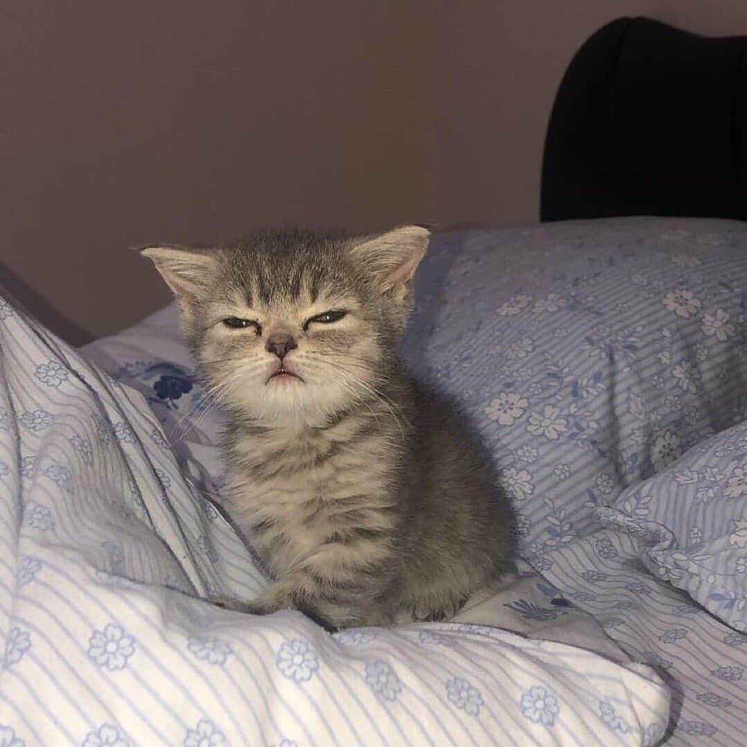 Cute Pets Dogs Catsさんのインスタグラム写真 - (Cute Pets Dogs CatsInstagram)「Beautiful kitty. 😍 If you like it pls support with ❤️  Credit: @mars.babycat    ** For all crediting issues and removals pls 𝐄𝐦𝐚𝐢𝐥 𝐮𝐬 ☺️  𝐍𝐨𝐭𝐞: we don’t own this video/pics, all rights go to their respective owners. If owner is not provided, tagged (meaning we couldn’t find who is the owner), 𝐩𝐥𝐬 𝐄𝐦𝐚𝐢𝐥 𝐮𝐬 with 𝐬𝐮𝐛𝐣𝐞𝐜𝐭 “𝐂𝐫𝐞𝐝𝐢𝐭 𝐈𝐬𝐬𝐮𝐞𝐬” and 𝐨𝐰𝐧𝐞𝐫 𝐰𝐢𝐥𝐥 𝐛𝐞 𝐭𝐚𝐠𝐠𝐞𝐝 𝐬𝐡𝐨𝐫𝐭𝐥𝐲 𝐚𝐟𝐭𝐞𝐫.  We have been building this community for over 6 years, but 𝐞𝐯𝐞𝐫𝐲 𝐫𝐞𝐩𝐨𝐫𝐭 𝐜𝐨𝐮𝐥𝐝 𝐠𝐞𝐭 𝐨𝐮𝐫 𝐩𝐚𝐠𝐞 𝐝𝐞𝐥𝐞𝐭𝐞𝐝, pls email us first. **  #kitty #cats #kitten #kittens #kedi #katze #แมว #猫 #ねこ #ネコ #貓 #고양이 #Кот #котэ #котик #кошка#cutecats #meow #kittycat #catinstagram #catsclub #caturday #catsofig #bestmeow #exellent_」5月6日 23時18分 - dailycatclub