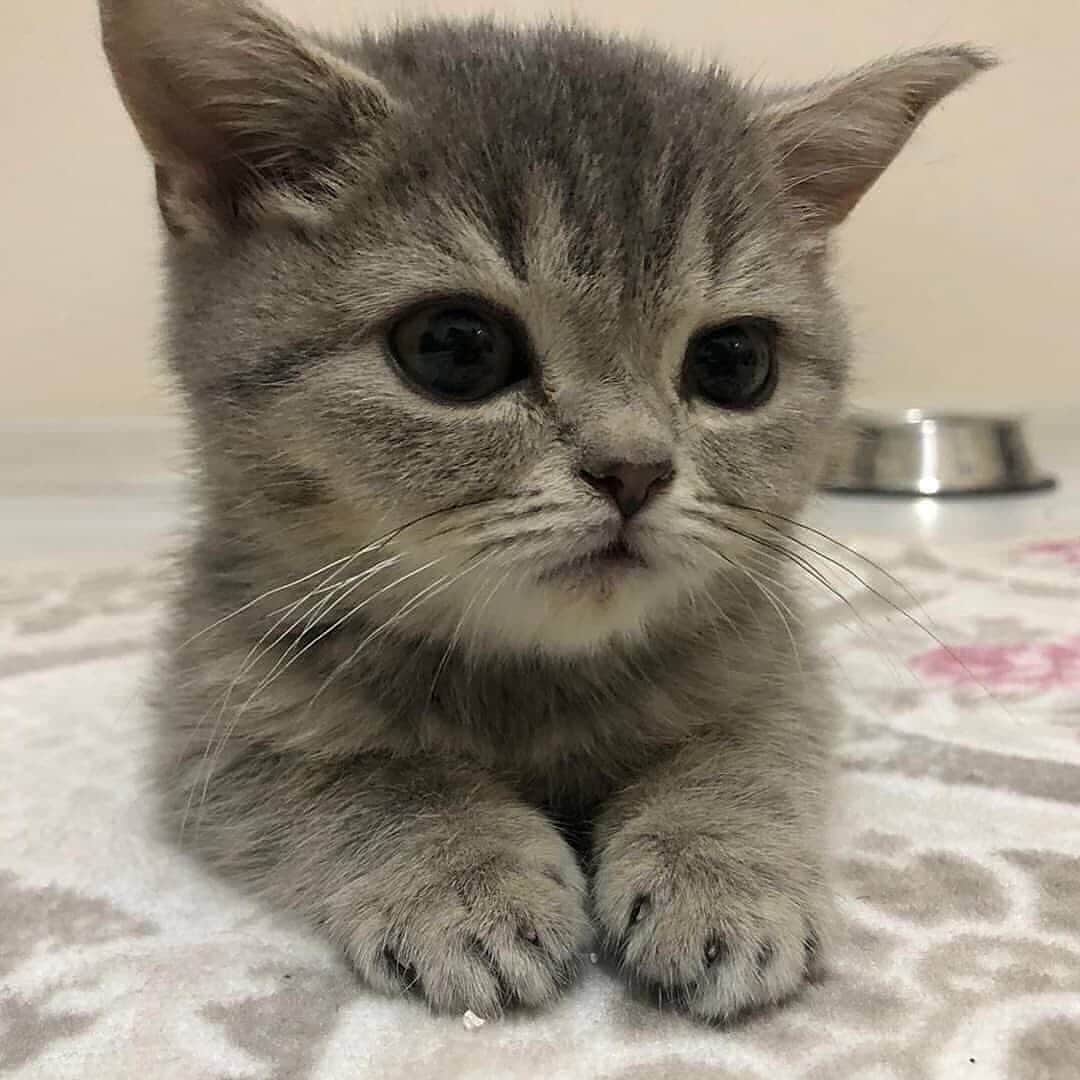Cute Pets Dogs Catsさんのインスタグラム写真 - (Cute Pets Dogs CatsInstagram)「Beautiful kitty. 😍 If you like it pls support with ❤️  Credit: @mars.babycat    ** For all crediting issues and removals pls 𝐄𝐦𝐚𝐢𝐥 𝐮𝐬 ☺️  𝐍𝐨𝐭𝐞: we don’t own this video/pics, all rights go to their respective owners. If owner is not provided, tagged (meaning we couldn’t find who is the owner), 𝐩𝐥𝐬 𝐄𝐦𝐚𝐢𝐥 𝐮𝐬 with 𝐬𝐮𝐛𝐣𝐞𝐜𝐭 “𝐂𝐫𝐞𝐝𝐢𝐭 𝐈𝐬𝐬𝐮𝐞𝐬” and 𝐨𝐰𝐧𝐞𝐫 𝐰𝐢𝐥𝐥 𝐛𝐞 𝐭𝐚𝐠𝐠𝐞𝐝 𝐬𝐡𝐨𝐫𝐭𝐥𝐲 𝐚𝐟𝐭𝐞𝐫.  We have been building this community for over 6 years, but 𝐞𝐯𝐞𝐫𝐲 𝐫𝐞𝐩𝐨𝐫𝐭 𝐜𝐨𝐮𝐥𝐝 𝐠𝐞𝐭 𝐨𝐮𝐫 𝐩𝐚𝐠𝐞 𝐝𝐞𝐥𝐞𝐭𝐞𝐝, pls email us first. **  #kitty #cats #kitten #kittens #kedi #katze #แมว #猫 #ねこ #ネコ #貓 #고양이 #Кот #котэ #котик #кошка#cutecats #meow #kittycat #catinstagram #catsclub #caturday #catsofig #bestmeow #exellent_」5月6日 23時18分 - dailycatclub