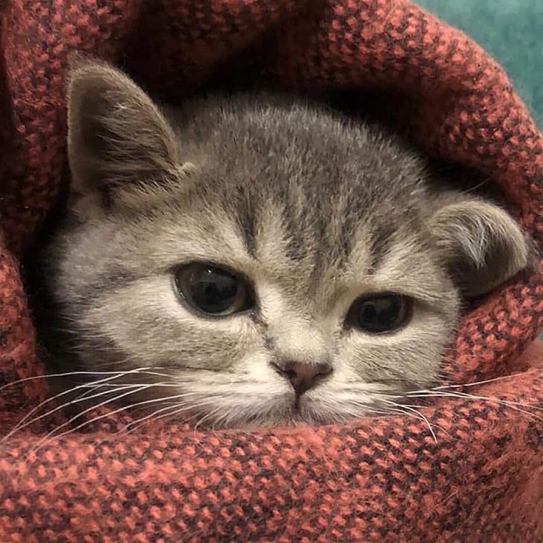 Cute Pets Dogs Catsさんのインスタグラム写真 - (Cute Pets Dogs CatsInstagram)「Beautiful kitty. 😍 If you like it pls support with ❤️  Credit: @mars.babycat    ** For all crediting issues and removals pls 𝐄𝐦𝐚𝐢𝐥 𝐮𝐬 ☺️  𝐍𝐨𝐭𝐞: we don’t own this video/pics, all rights go to their respective owners. If owner is not provided, tagged (meaning we couldn’t find who is the owner), 𝐩𝐥𝐬 𝐄𝐦𝐚𝐢𝐥 𝐮𝐬 with 𝐬𝐮𝐛𝐣𝐞𝐜𝐭 “𝐂𝐫𝐞𝐝𝐢𝐭 𝐈𝐬𝐬𝐮𝐞𝐬” and 𝐨𝐰𝐧𝐞𝐫 𝐰𝐢𝐥𝐥 𝐛𝐞 𝐭𝐚𝐠𝐠𝐞𝐝 𝐬𝐡𝐨𝐫𝐭𝐥𝐲 𝐚𝐟𝐭𝐞𝐫.  We have been building this community for over 6 years, but 𝐞𝐯𝐞𝐫𝐲 𝐫𝐞𝐩𝐨𝐫𝐭 𝐜𝐨𝐮𝐥𝐝 𝐠𝐞𝐭 𝐨𝐮𝐫 𝐩𝐚𝐠𝐞 𝐝𝐞𝐥𝐞𝐭𝐞𝐝, pls email us first. **  #kitty #cats #kitten #kittens #kedi #katze #แมว #猫 #ねこ #ネコ #貓 #고양이 #Кот #котэ #котик #кошка#cutecats #meow #kittycat #catinstagram #catsclub #caturday #catsofig #bestmeow #exellent_」5月6日 23時18分 - dailycatclub
