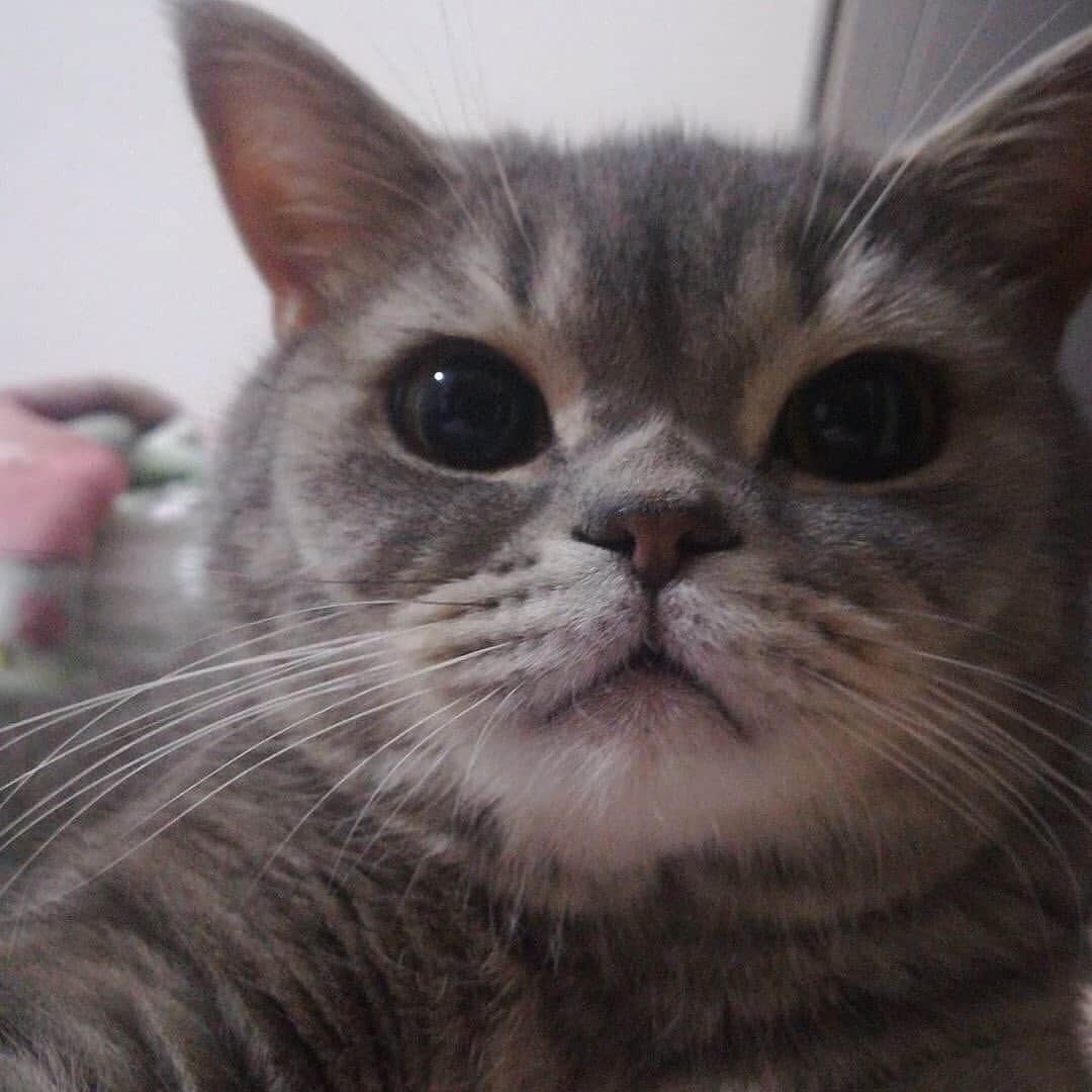 Cute Pets Dogs Catsさんのインスタグラム写真 - (Cute Pets Dogs CatsInstagram)「Beautiful kitty. 😍 If you like it pls support with ❤️  Credit: @mars.babycat    ** For all crediting issues and removals pls 𝐄𝐦𝐚𝐢𝐥 𝐮𝐬 ☺️  𝐍𝐨𝐭𝐞: we don’t own this video/pics, all rights go to their respective owners. If owner is not provided, tagged (meaning we couldn’t find who is the owner), 𝐩𝐥𝐬 𝐄𝐦𝐚𝐢𝐥 𝐮𝐬 with 𝐬𝐮𝐛𝐣𝐞𝐜𝐭 “𝐂𝐫𝐞𝐝𝐢𝐭 𝐈𝐬𝐬𝐮𝐞𝐬” and 𝐨𝐰𝐧𝐞𝐫 𝐰𝐢𝐥𝐥 𝐛𝐞 𝐭𝐚𝐠𝐠𝐞𝐝 𝐬𝐡𝐨𝐫𝐭𝐥𝐲 𝐚𝐟𝐭𝐞𝐫.  We have been building this community for over 6 years, but 𝐞𝐯𝐞𝐫𝐲 𝐫𝐞𝐩𝐨𝐫𝐭 𝐜𝐨𝐮𝐥𝐝 𝐠𝐞𝐭 𝐨𝐮𝐫 𝐩𝐚𝐠𝐞 𝐝𝐞𝐥𝐞𝐭𝐞𝐝, pls email us first. **  #kitty #cats #kitten #kittens #kedi #katze #แมว #猫 #ねこ #ネコ #貓 #고양이 #Кот #котэ #котик #кошка#cutecats #meow #kittycat #catinstagram #catsclub #caturday #catsofig #bestmeow #exellent_」5月6日 23時18分 - dailycatclub